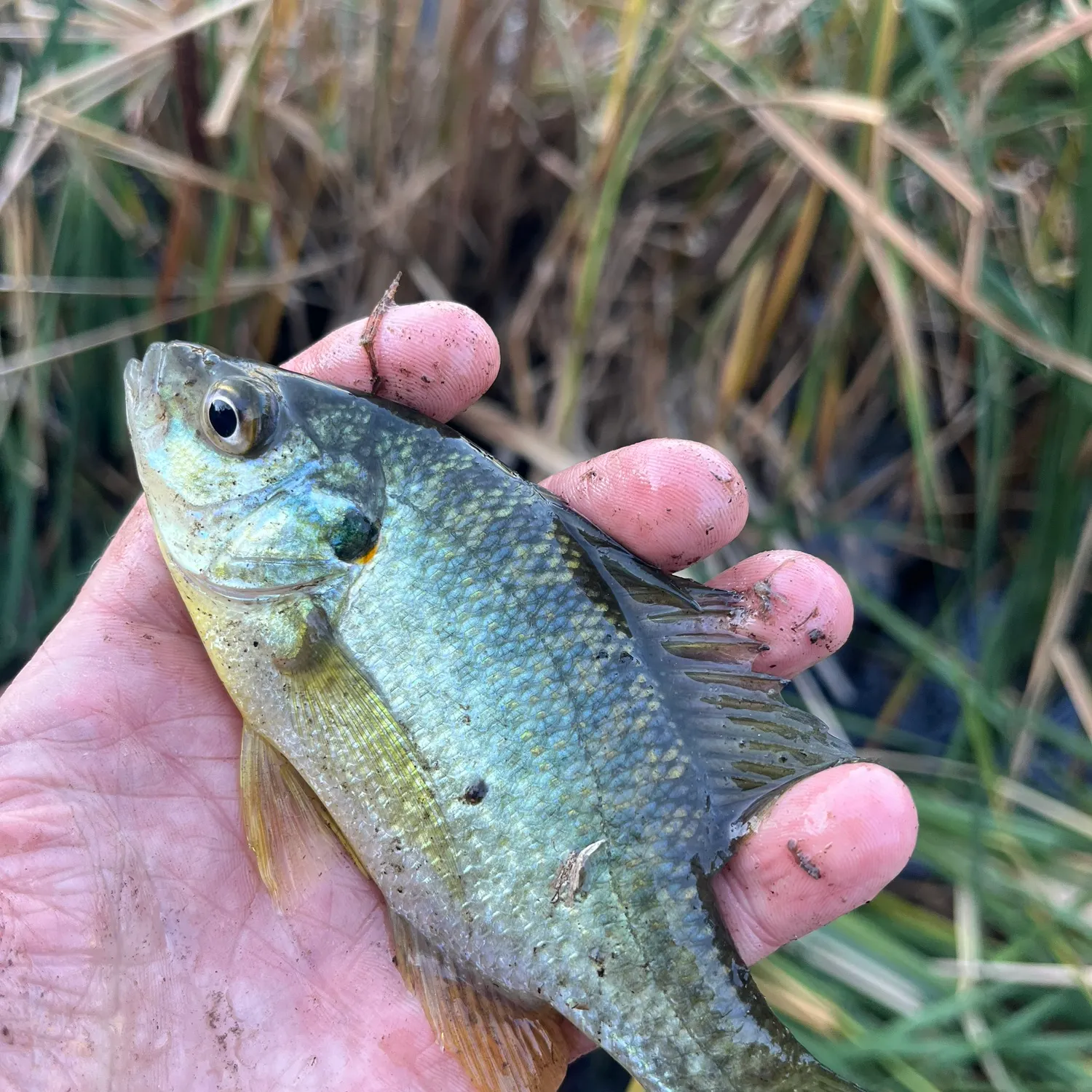 Redear sunfish caught on Fishbrain