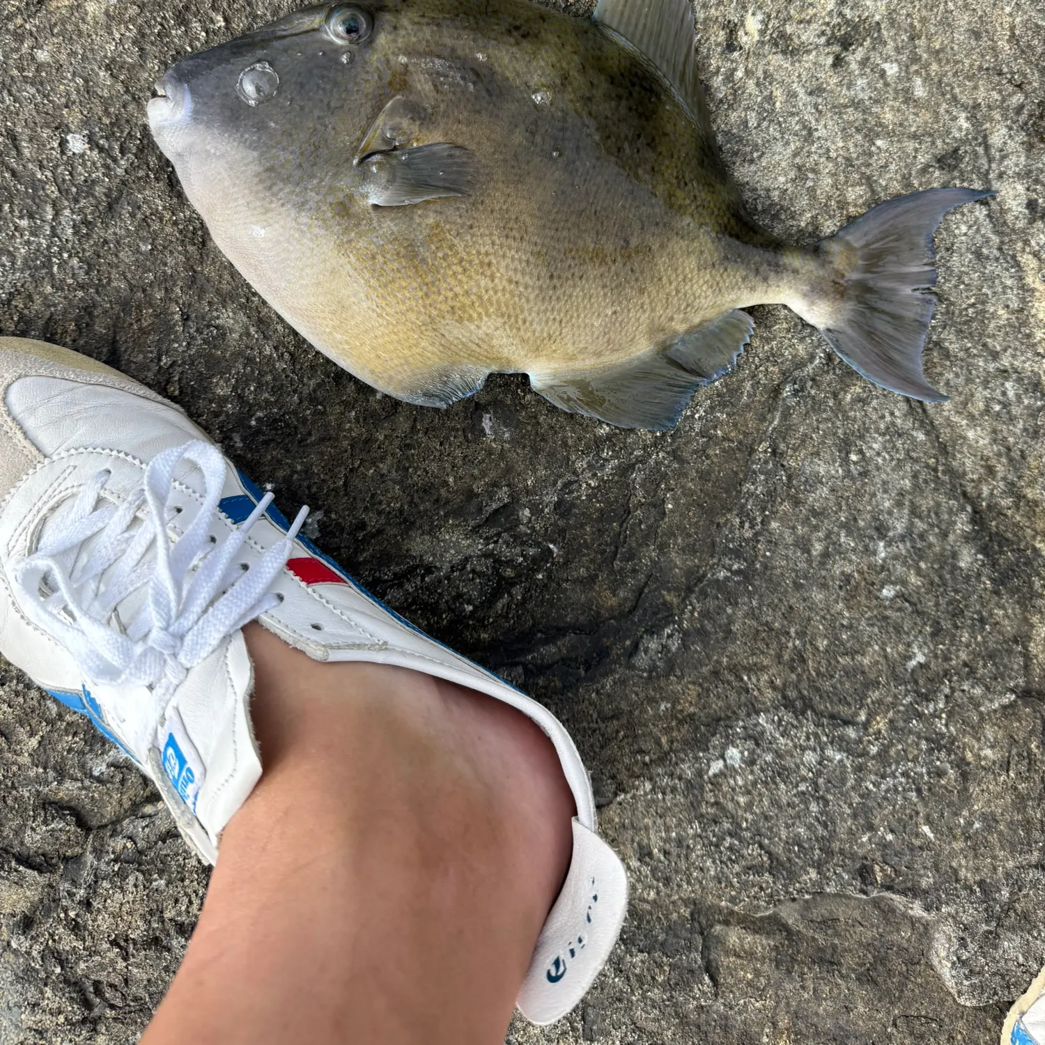 The most recent Finescale triggerfish catches on Fishbrain