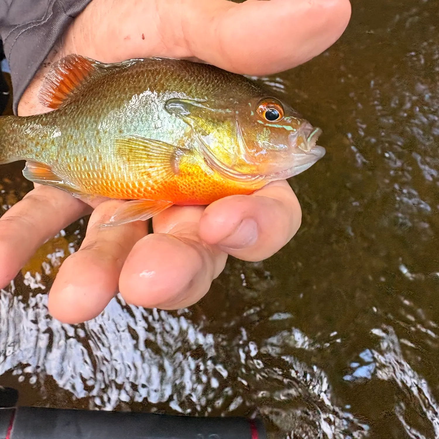 Redbreast sunfish caught on Fishbrain