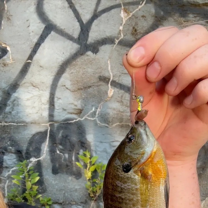 Bluegill caught on Fishbrain