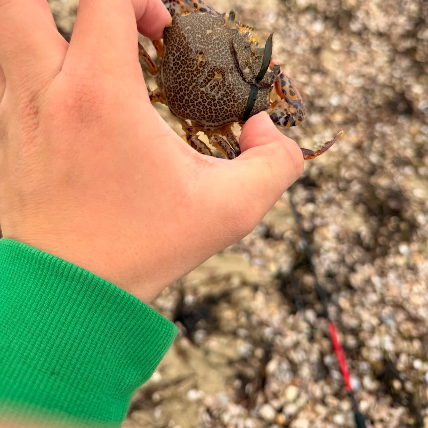Ocellate lady crab caught on Fishbrain
