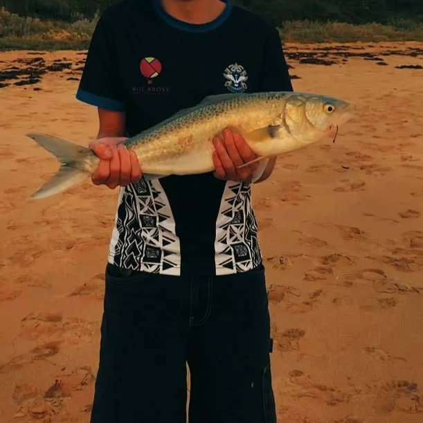 The most recent White trevally catches on Fishbrain