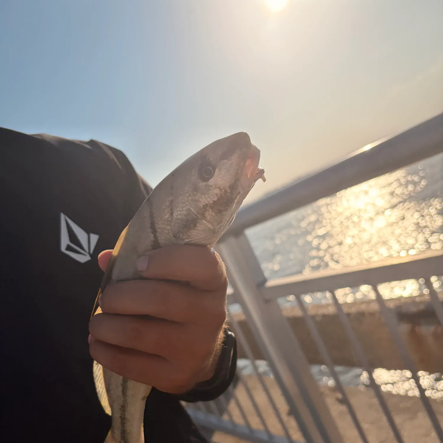 The most recent Northern kingcroaker catches on Fishbrain