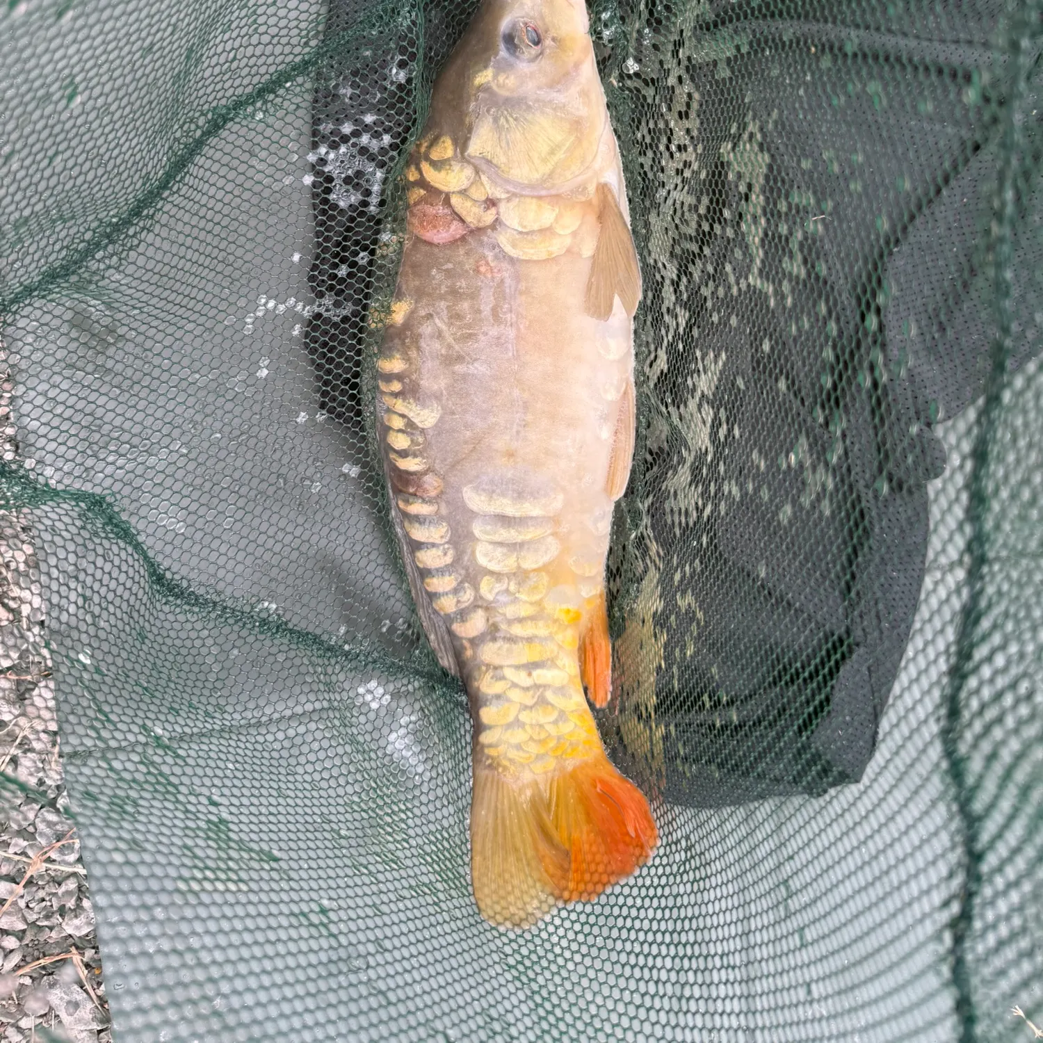 The most recent Mirror carp catches on Fishbrain