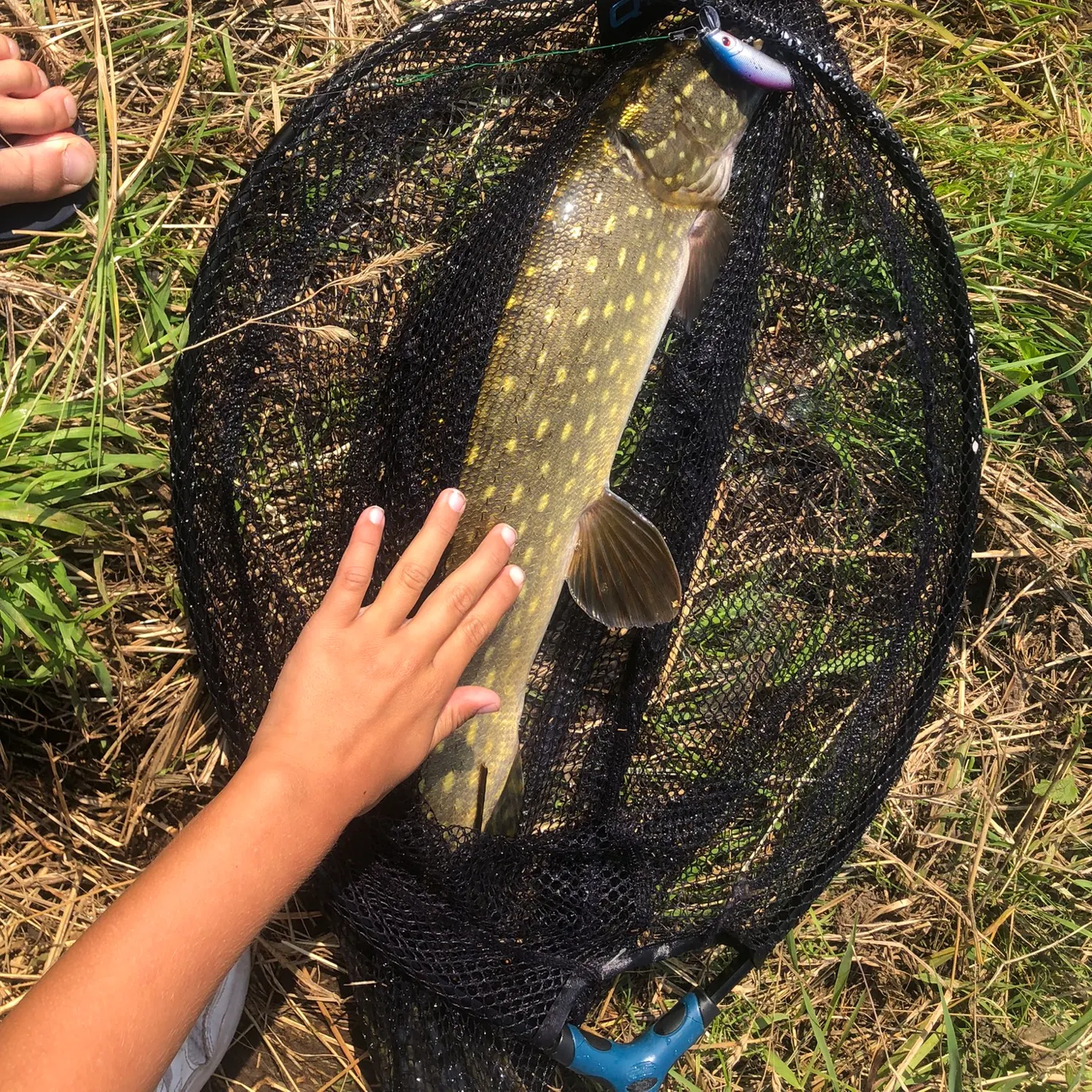 Northern pike caught on Fishbrain