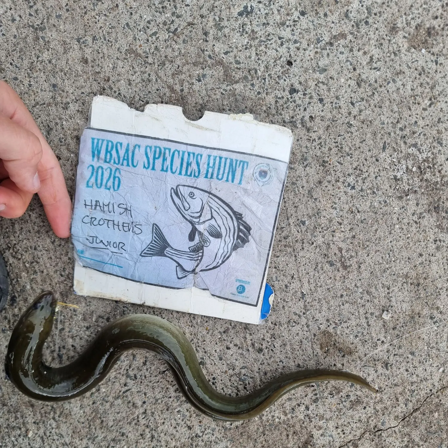 European eel caught on Fishbrain