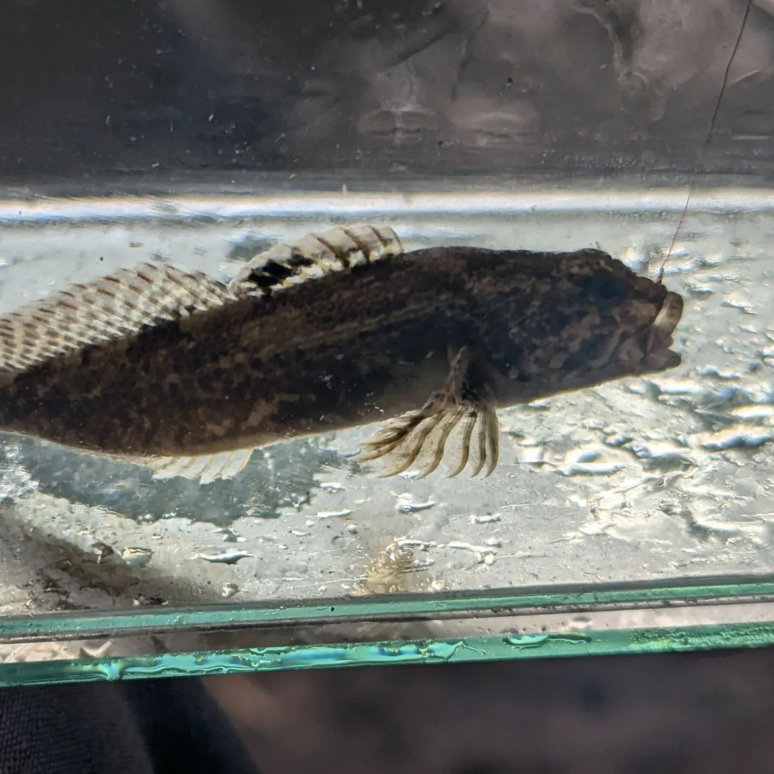 The most recent Reticulate sculpin catches on Fishbrain