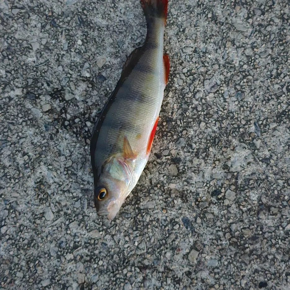 European perch caught on Fishbrain