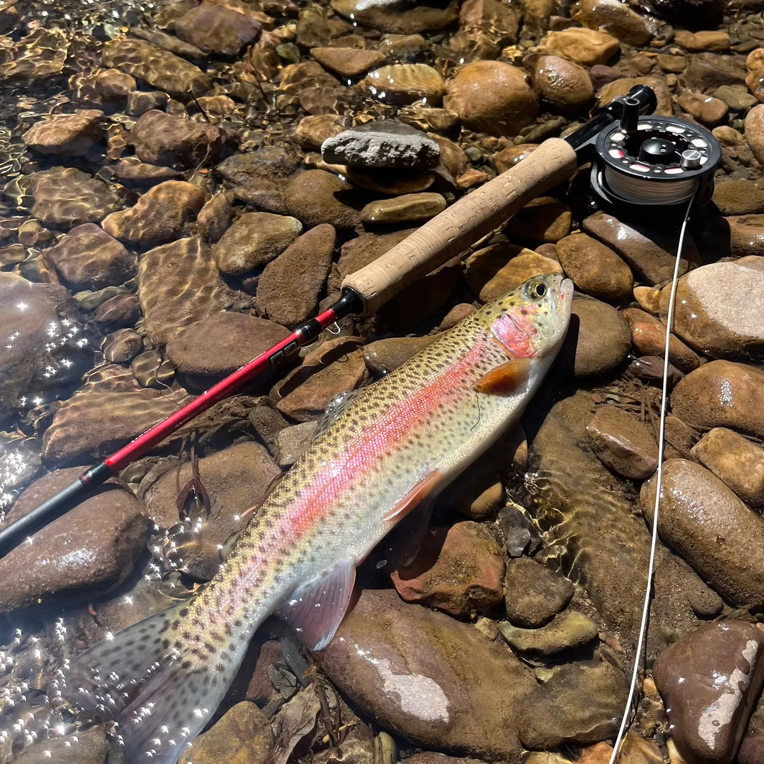 Rainbow trout caught on Fishbrain