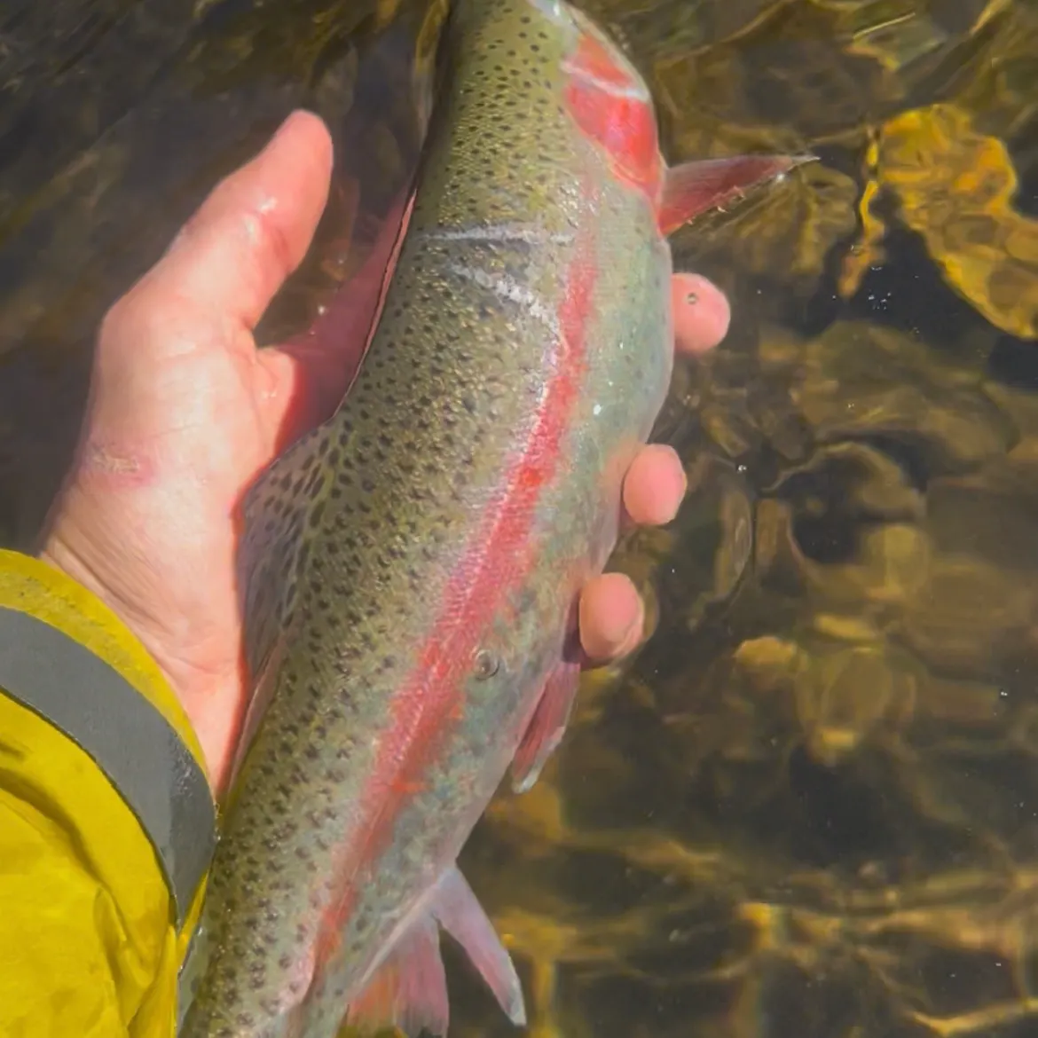 Rainbow trout caught on Fishbrain