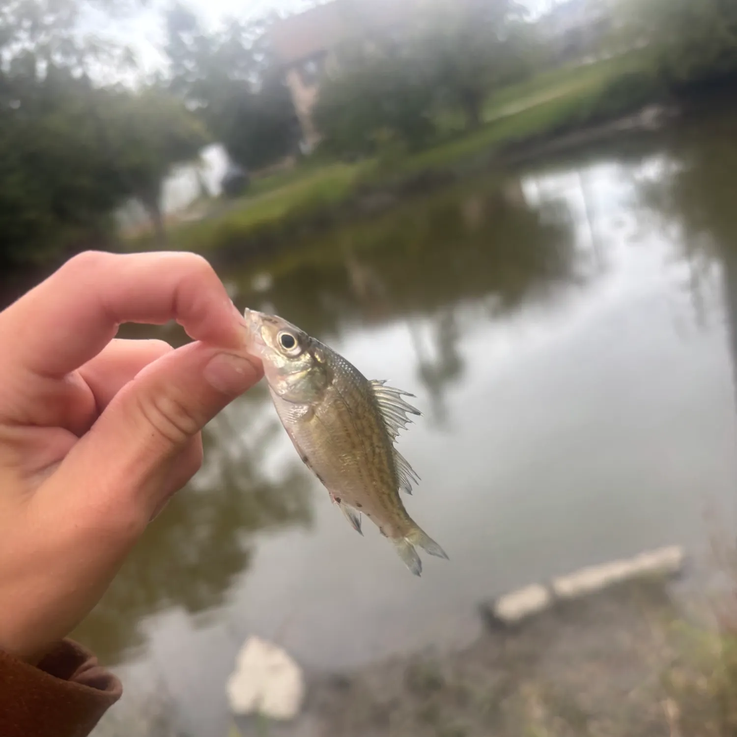White perch caught on Fishbrain