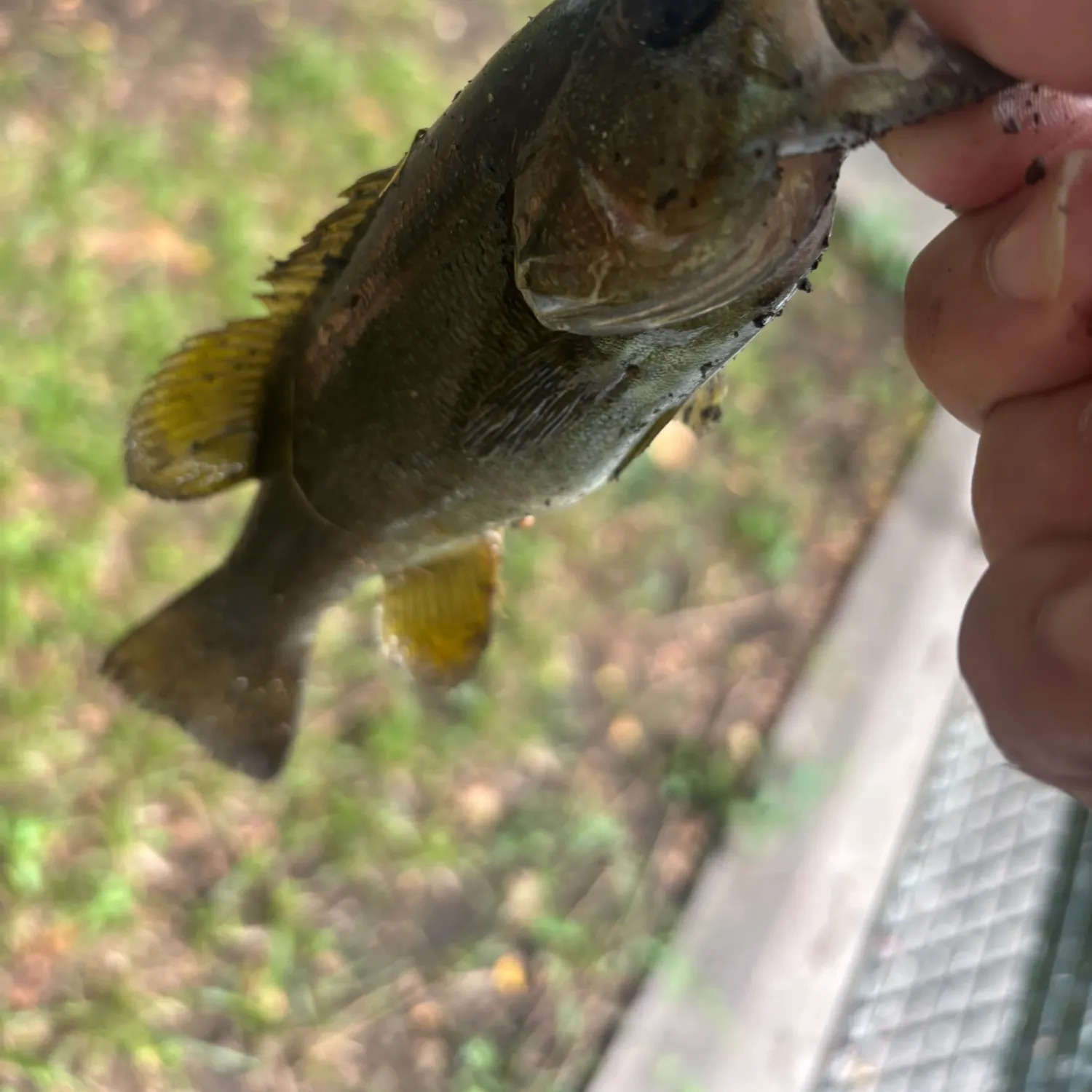 Smallmouth bass caught on Fishbrain