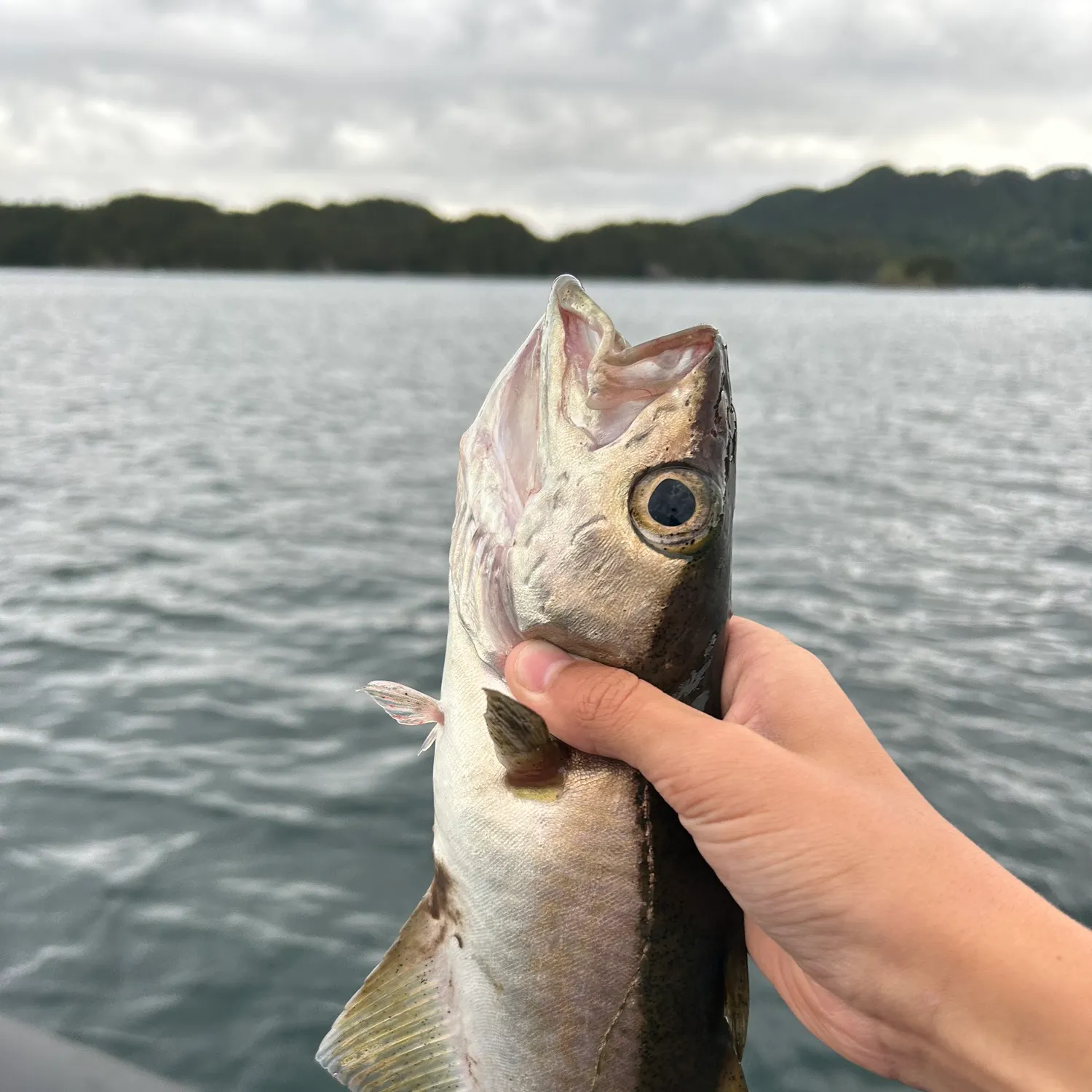 most liked catch image