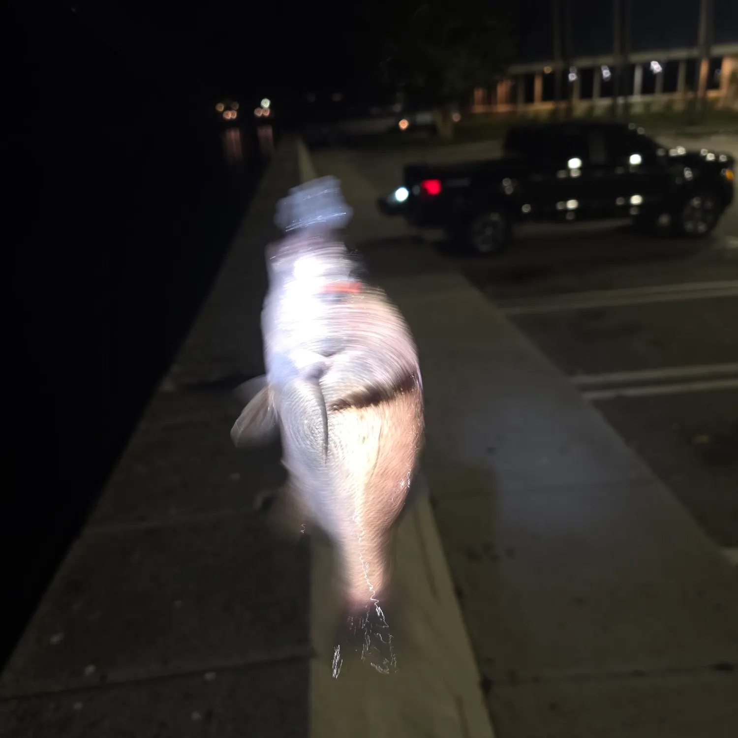 The most recent Sargo catches on Fishbrain