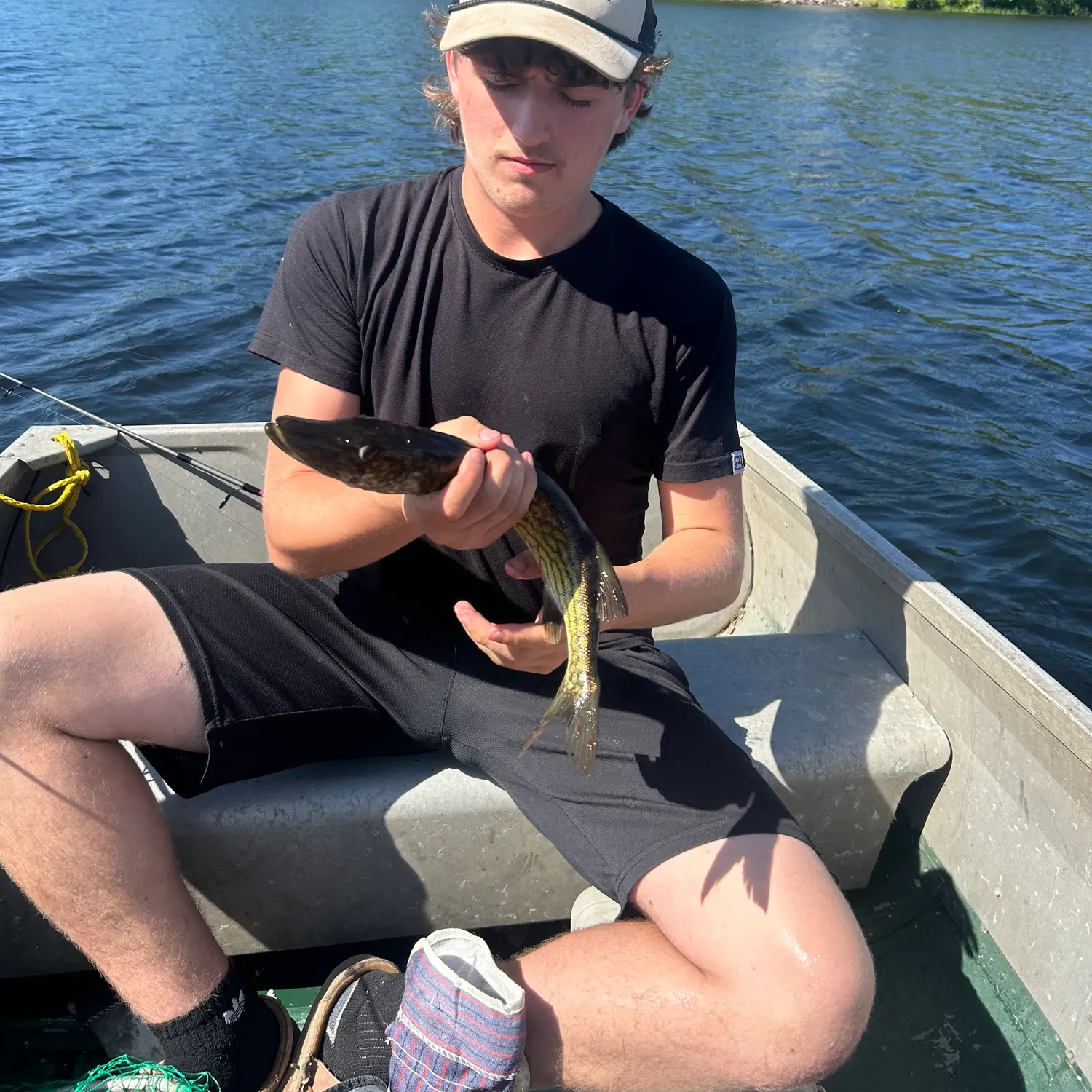 The most recent Grass pickerel catches on Fishbrain