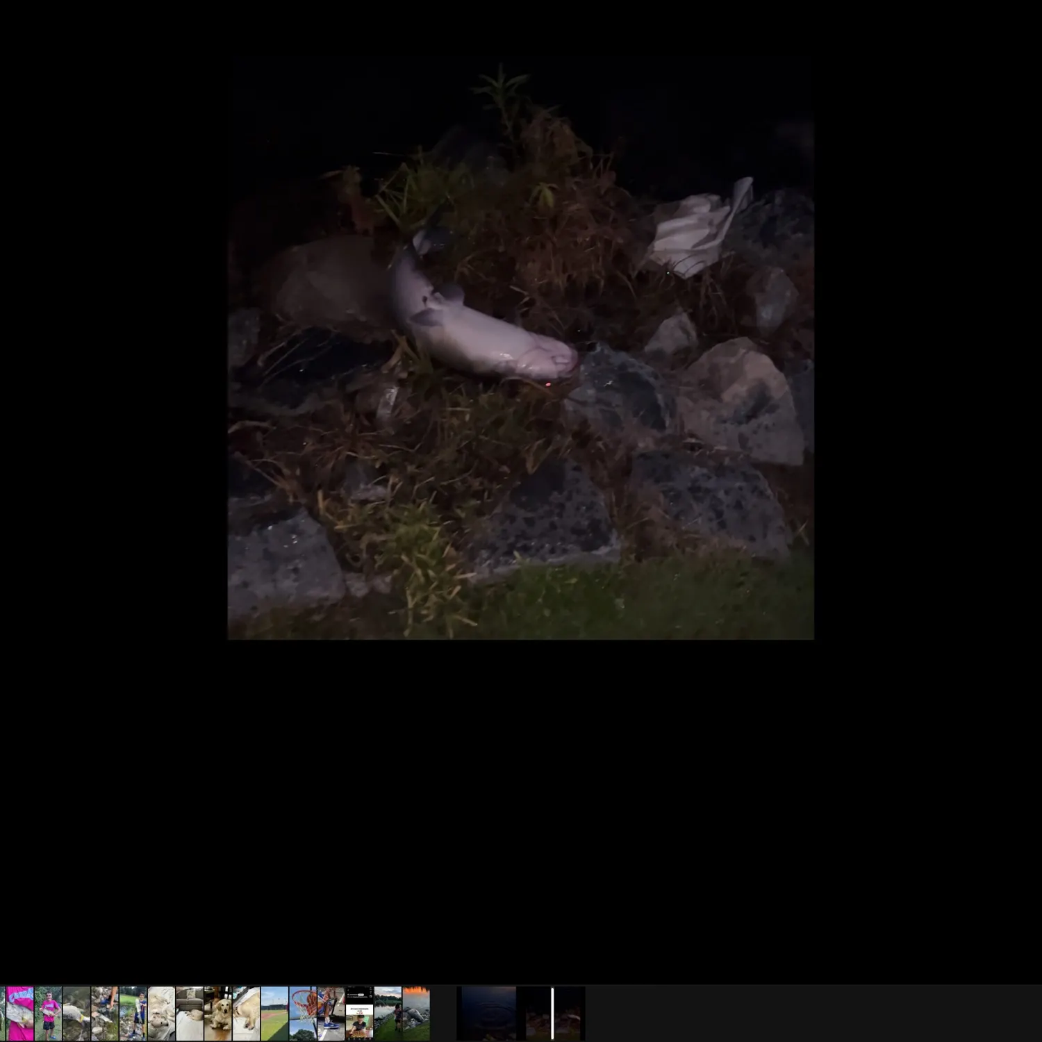 recently logged catches