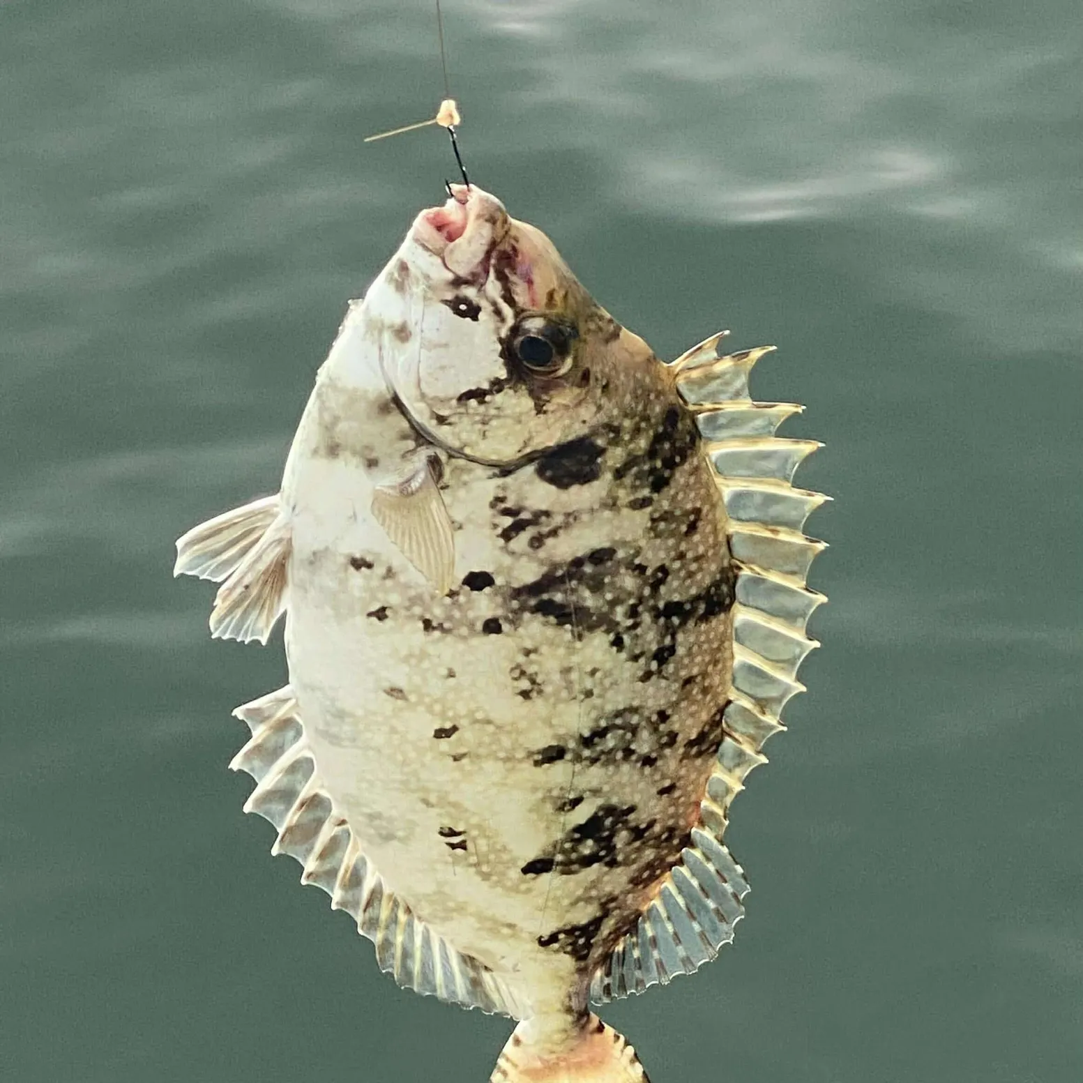 The most recent Mottled spinefoot catches on Fishbrain
