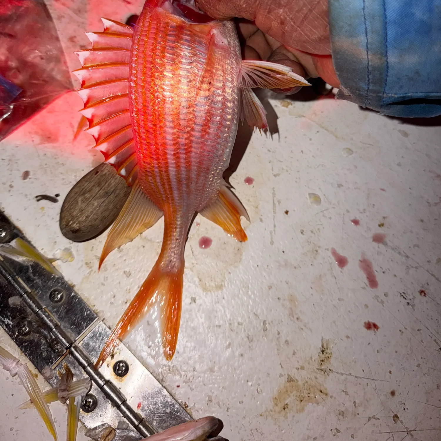 The most recent Common squirrelfish catches on Fishbrain