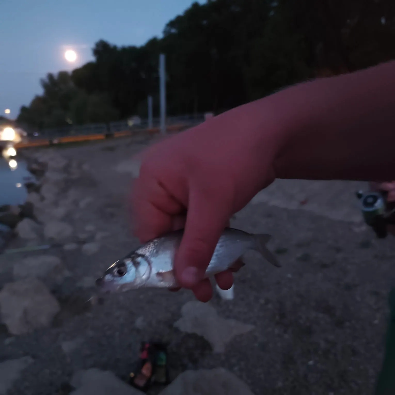 The most recent Vimba bream catches on Fishbrain