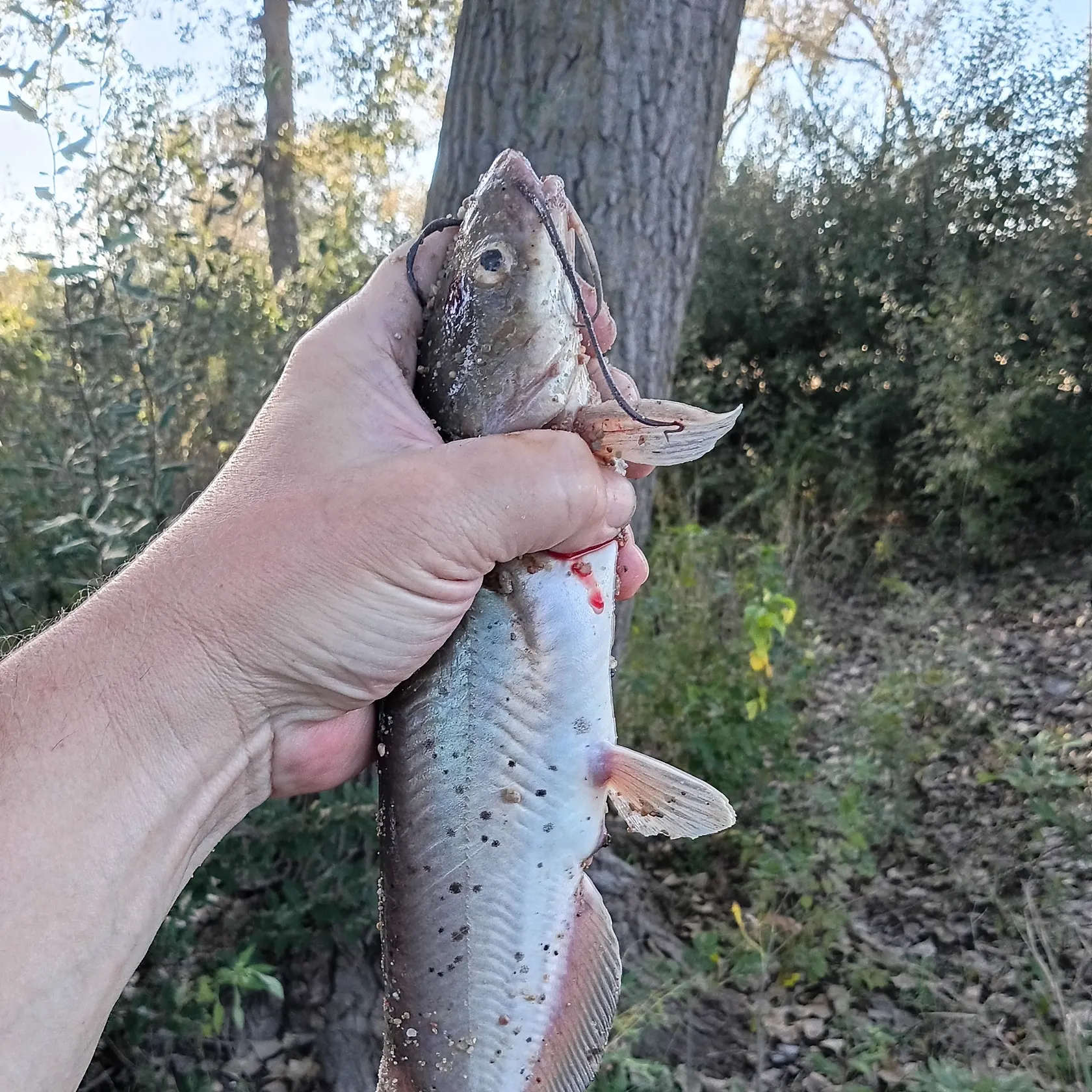Channel catfish caught on Fishbrain