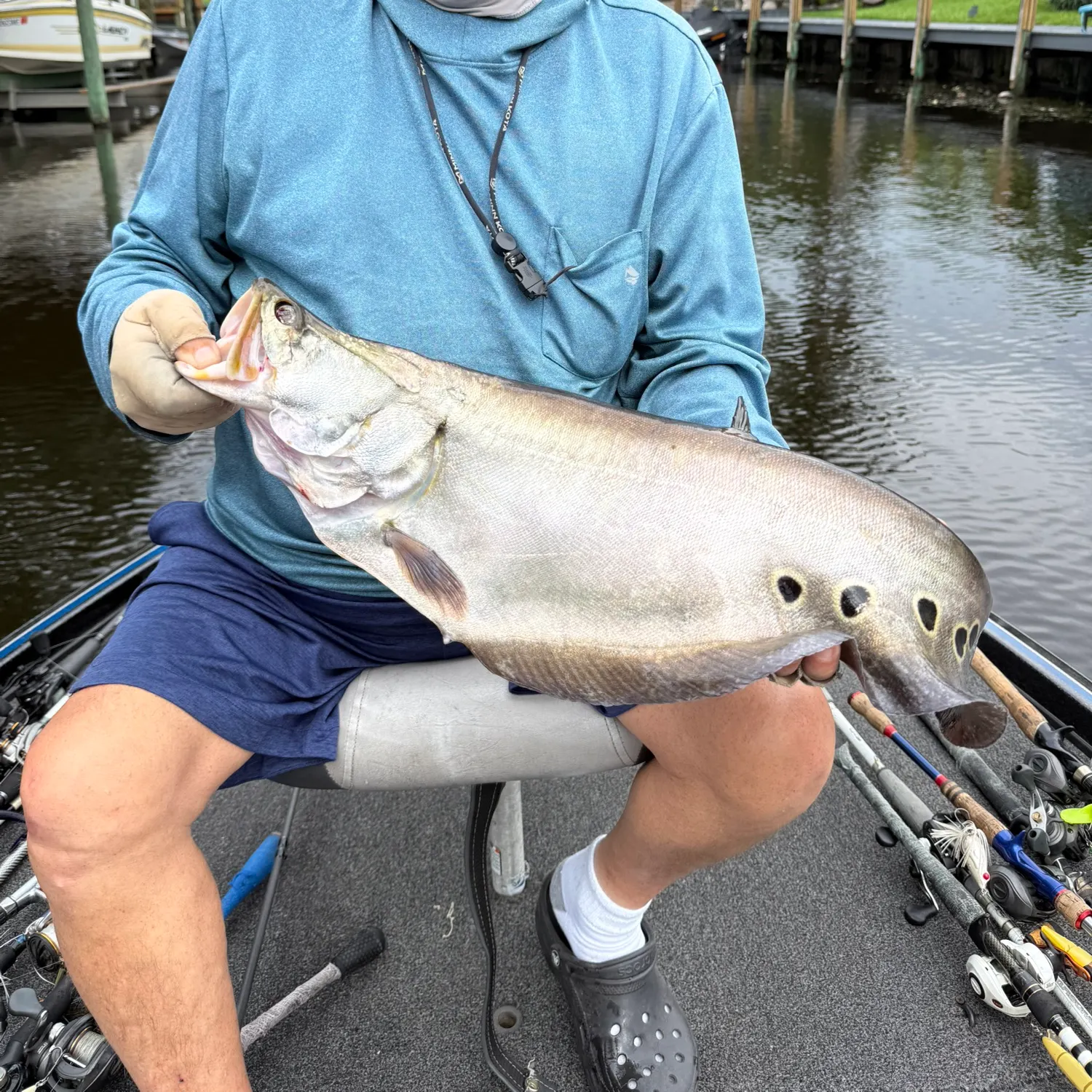 The most recent Clown knifefish catches on Fishbrain