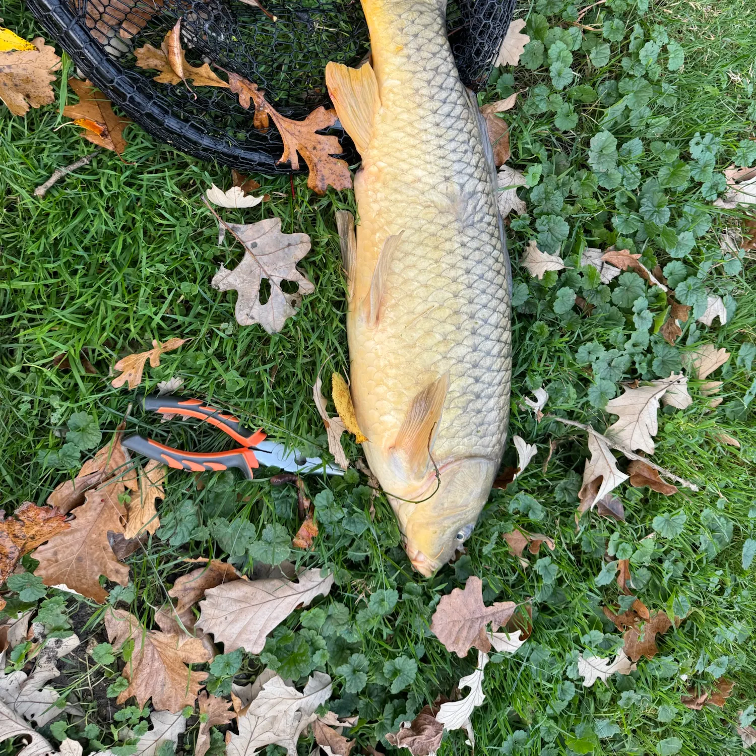 Common carp caught on Fishbrain