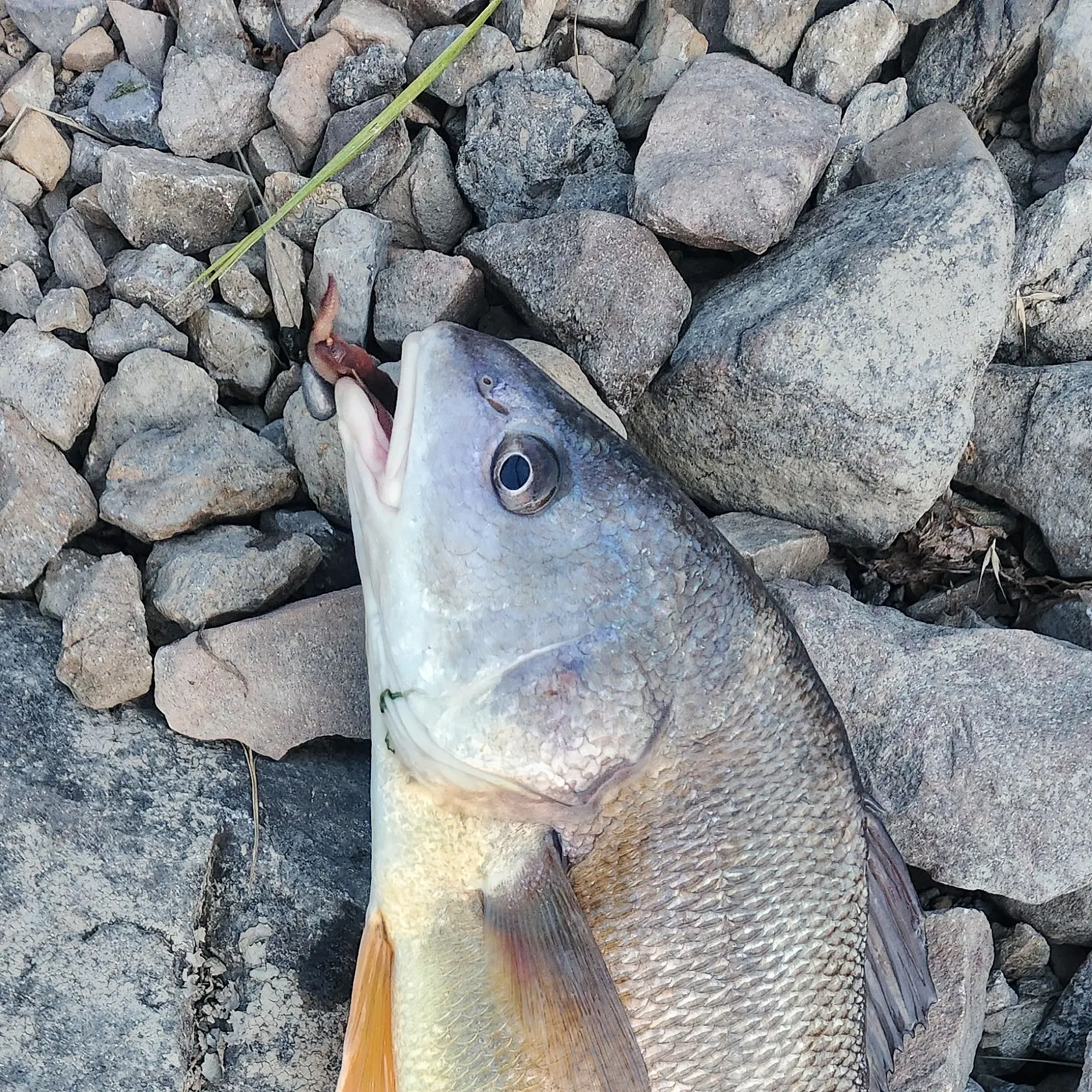 Freshwater drum caught on Fishbrain