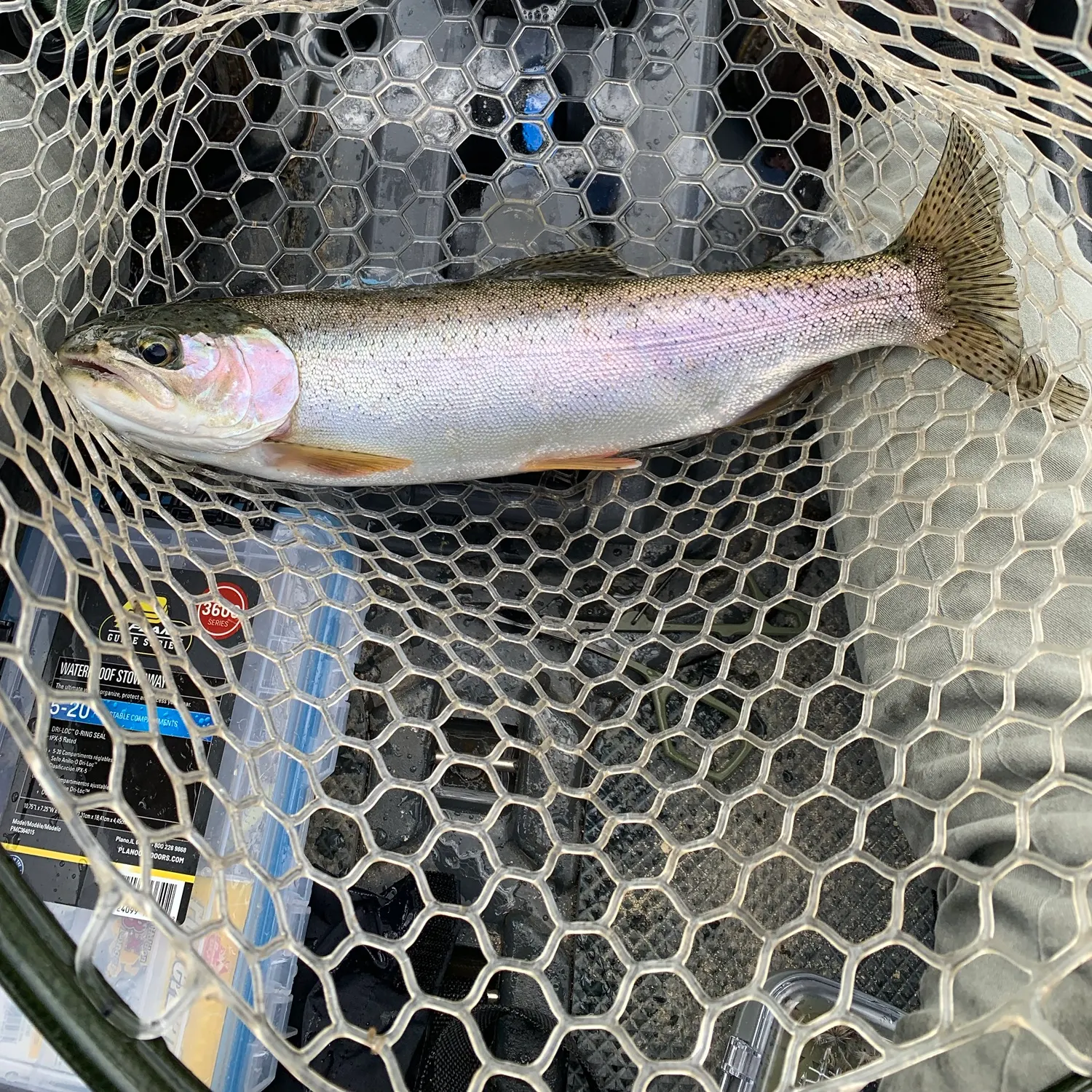Rainbow trout caught on Fishbrain