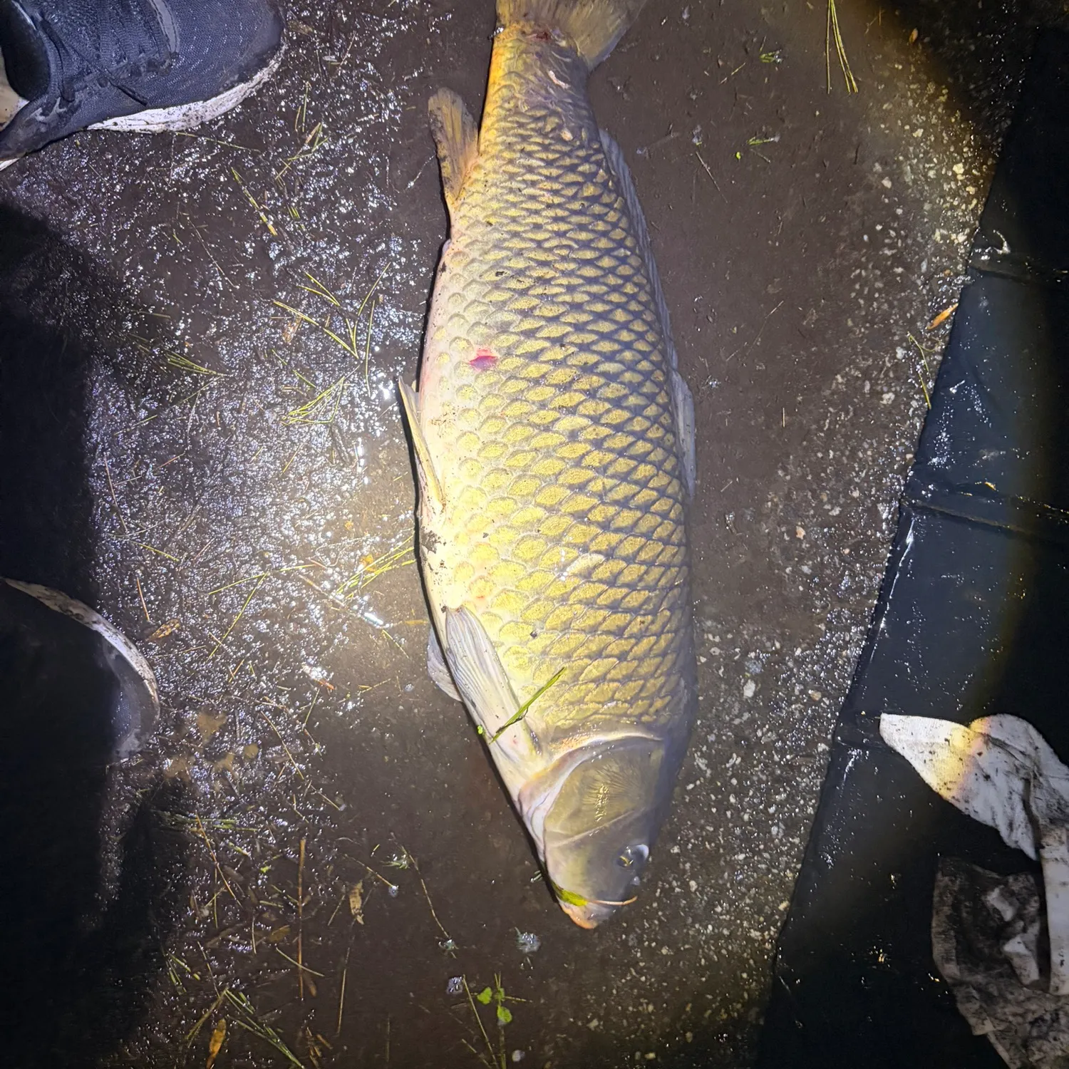 Common carp caught on Fishbrain