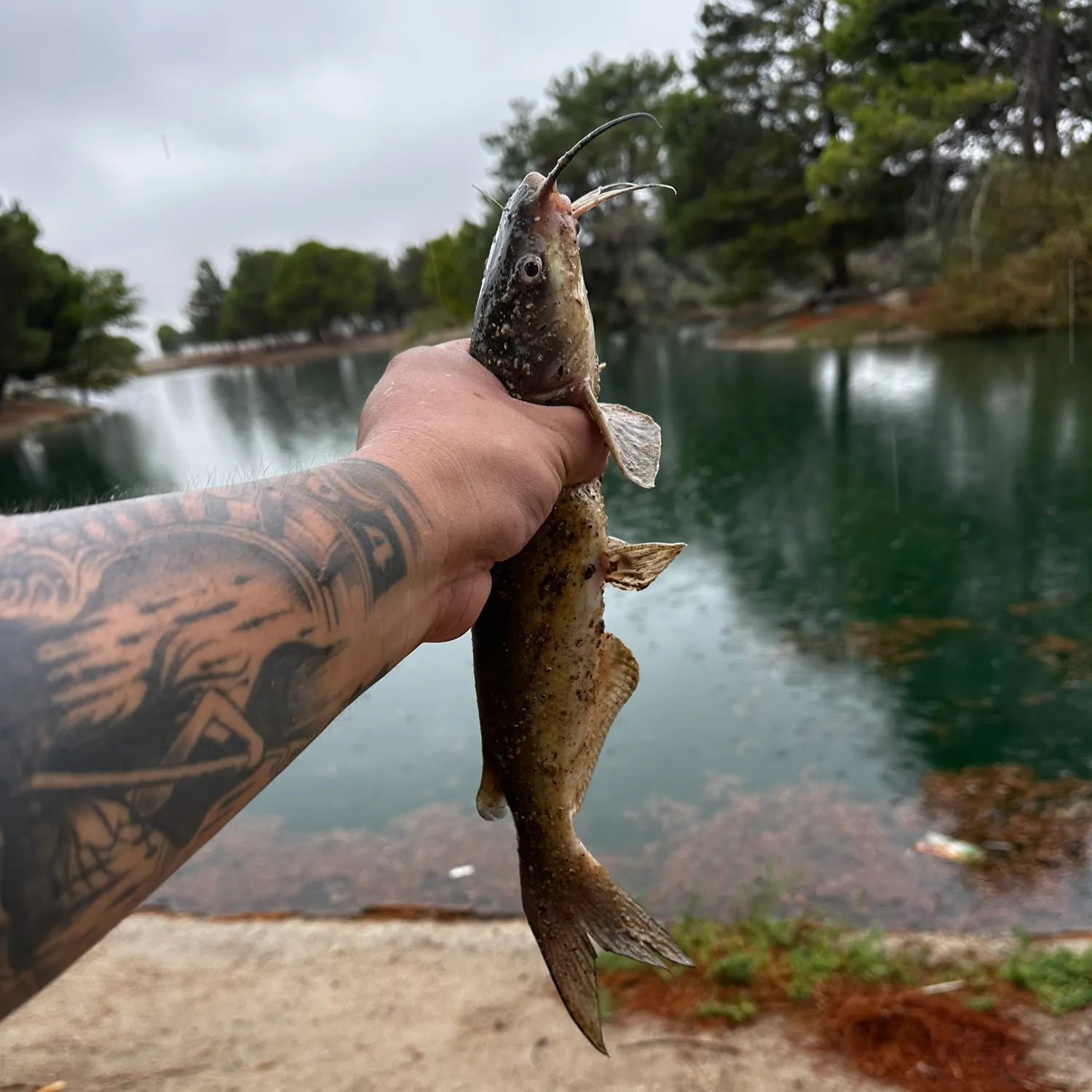 Channel catfish caught on Fishbrain