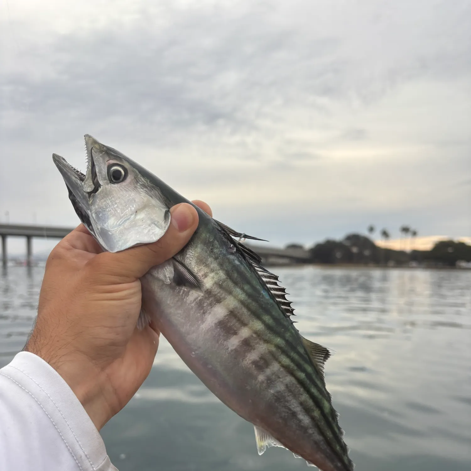 The most recent Eastern Pacific bonito catches on Fishbrain