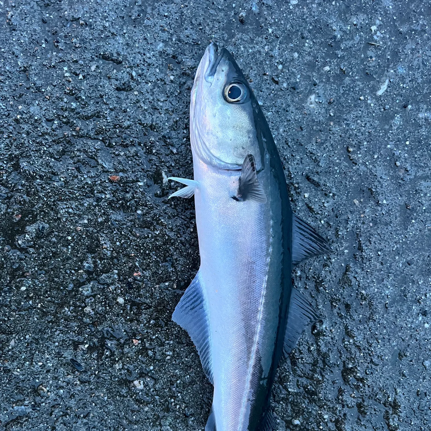 The most recent Atlantic pollock catches on Fishbrain