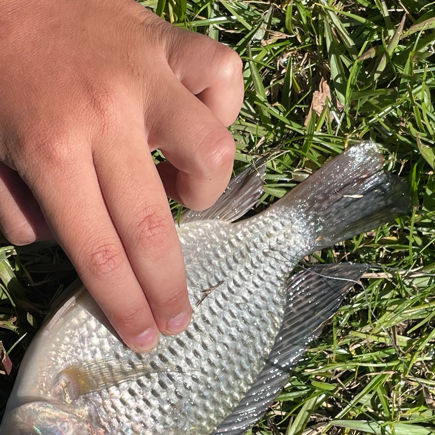 The most recent Redbreast tilapia catches on Fishbrain