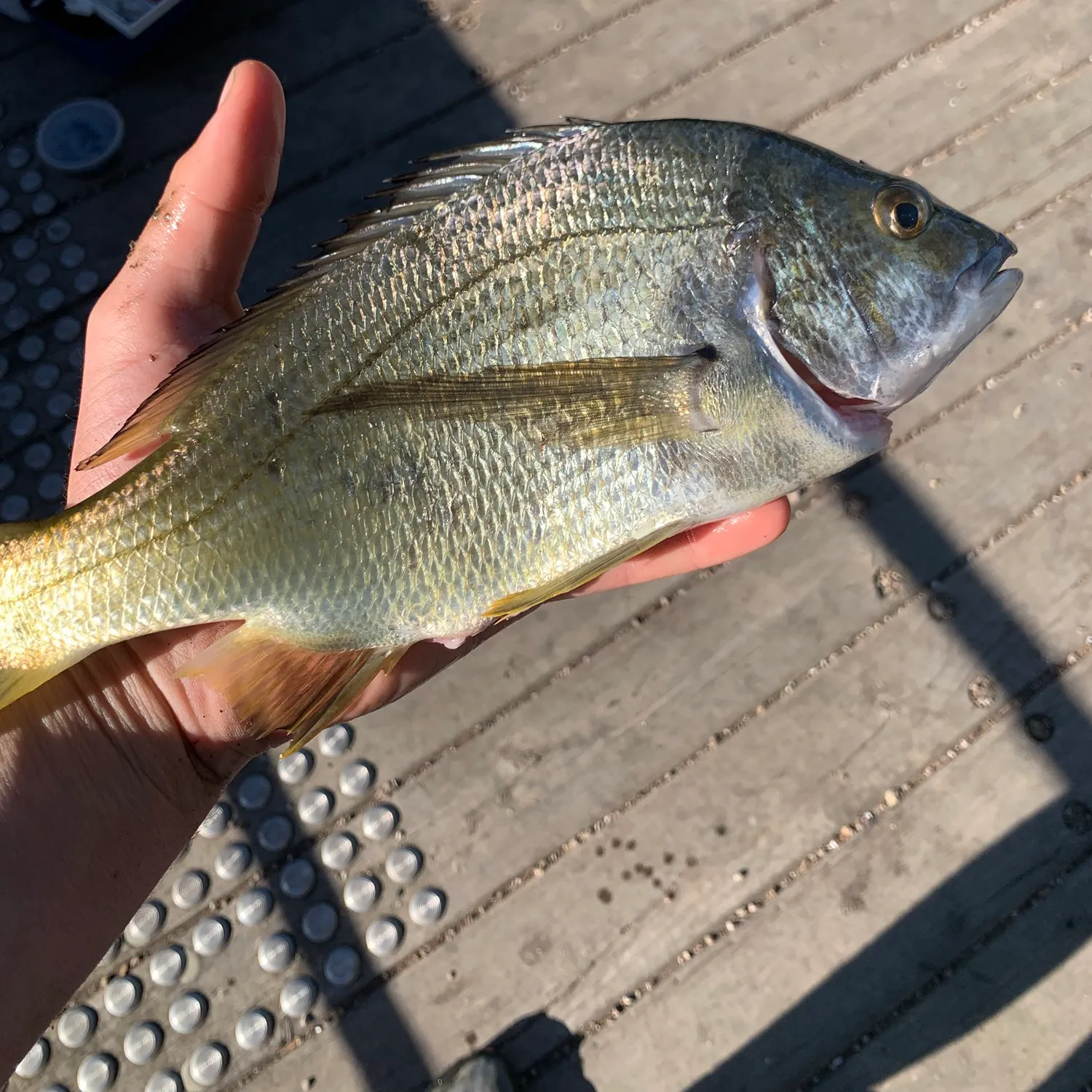 The most recent Southern black bream catches on Fishbrain