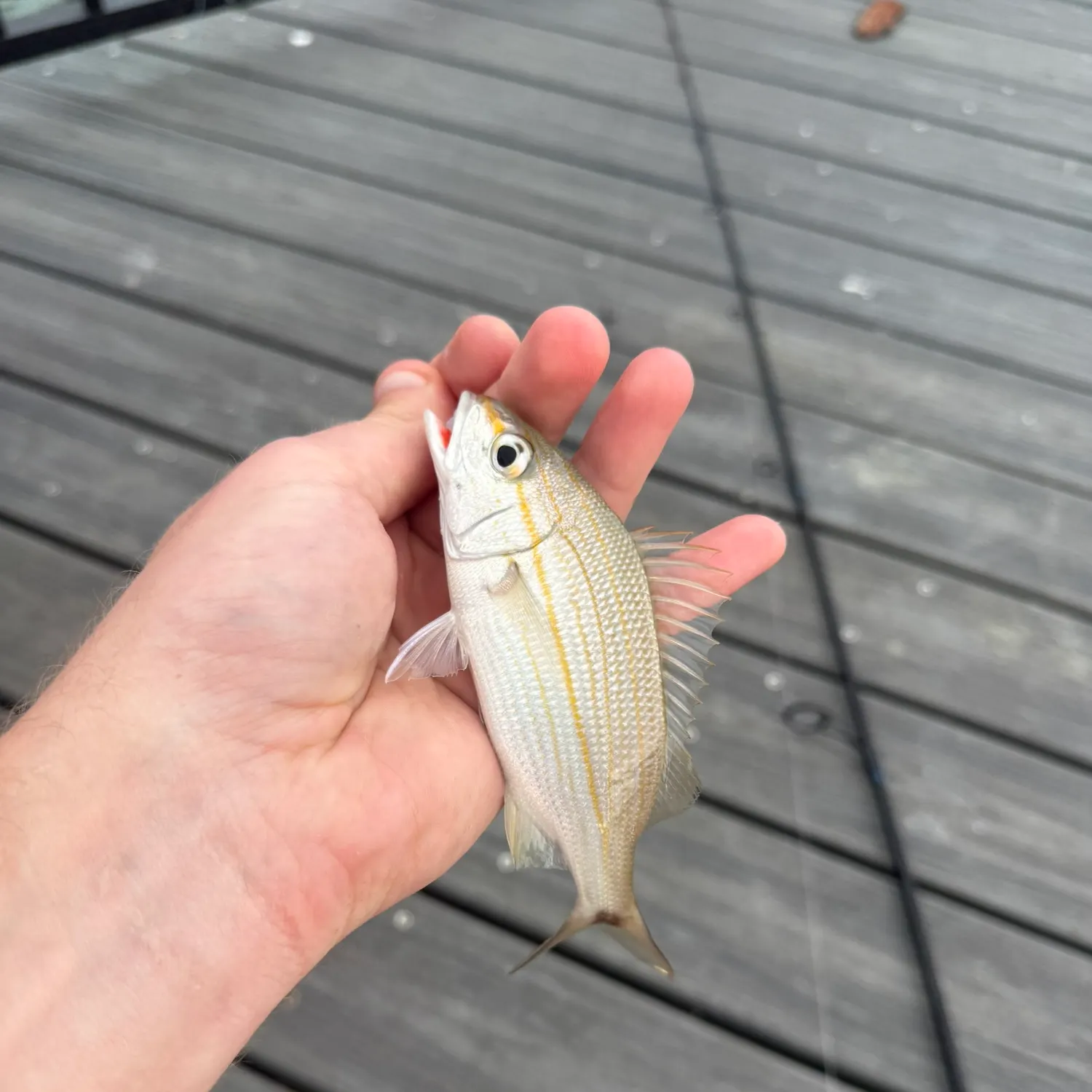 The most recent Tomtate grunt catches on Fishbrain