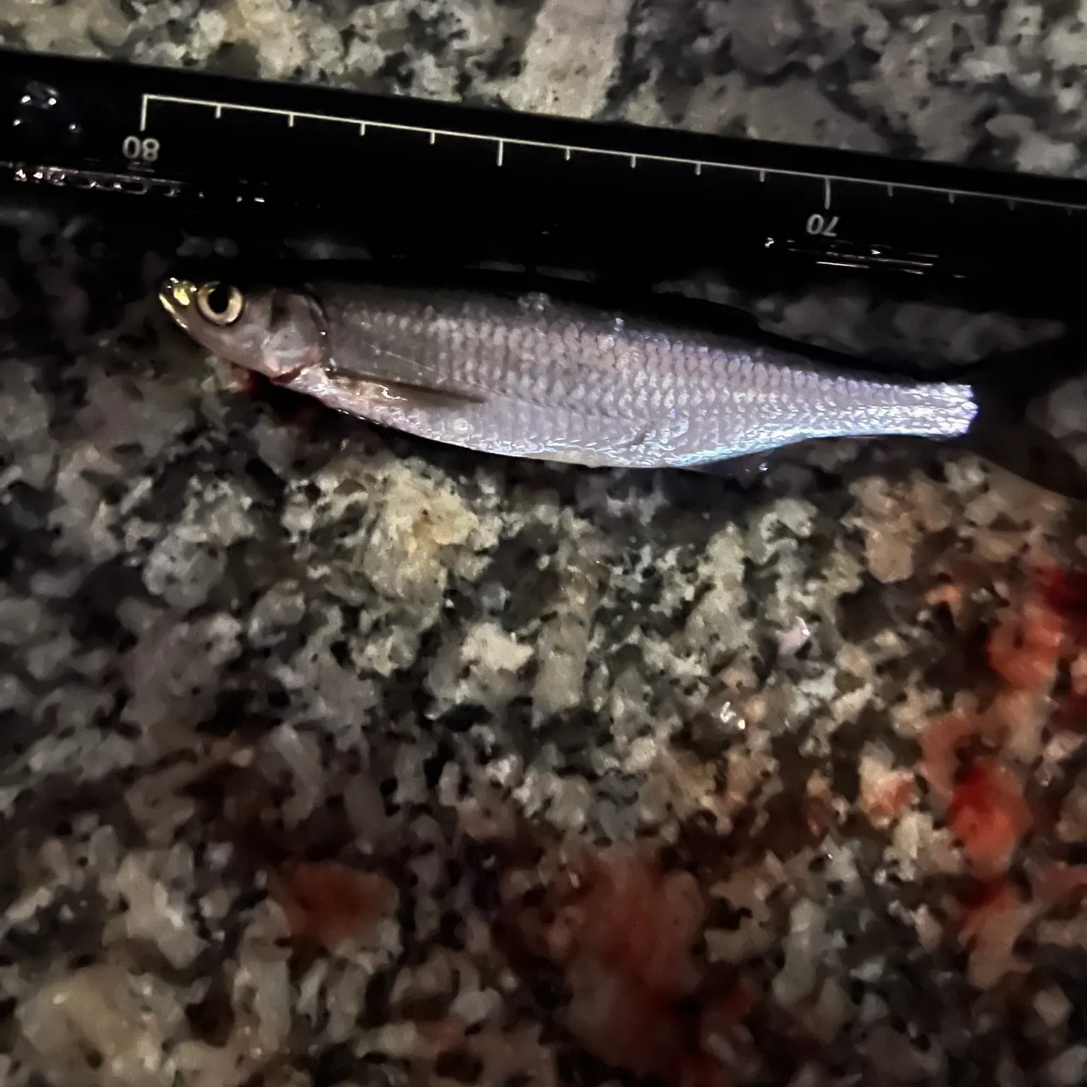 The most recent Common bleak catches on Fishbrain