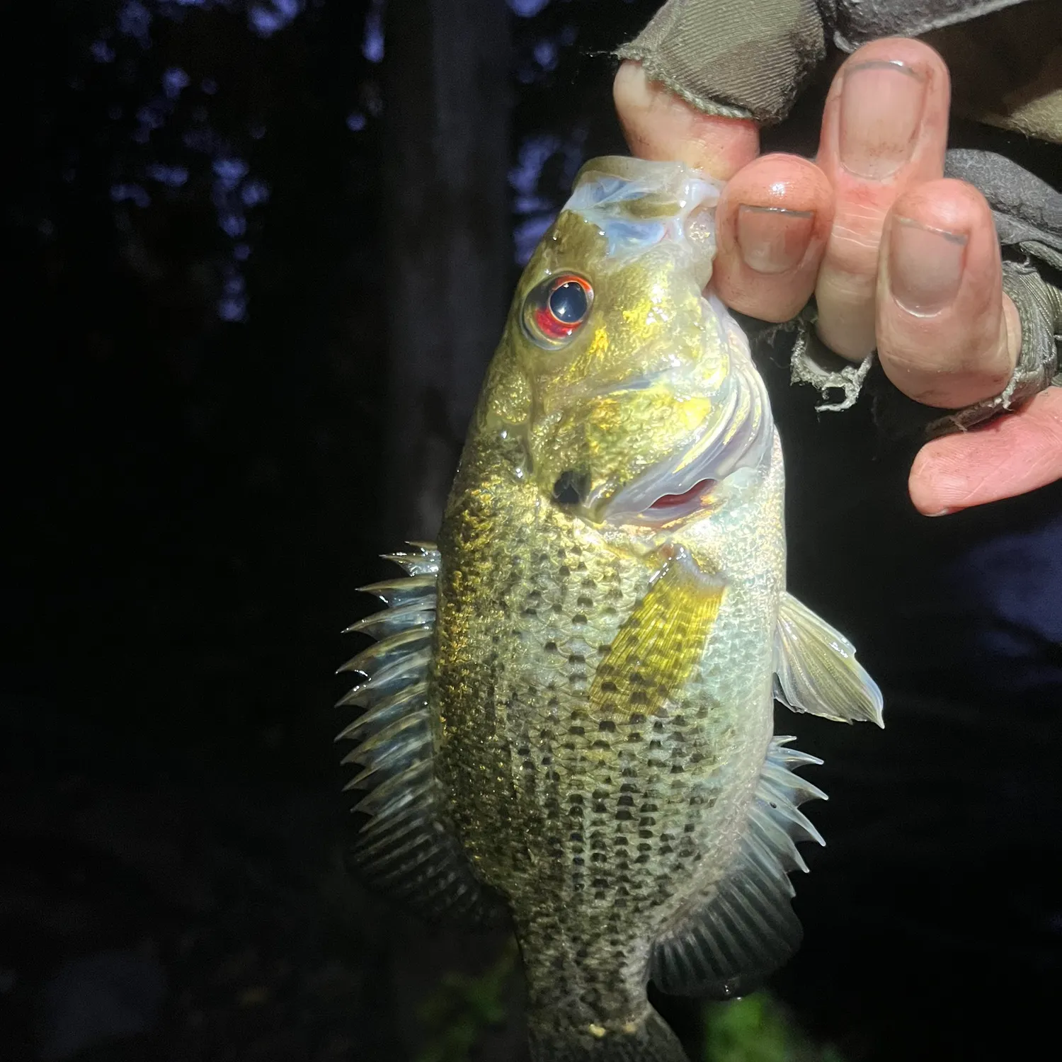 Rock bass caught on Fishbrain