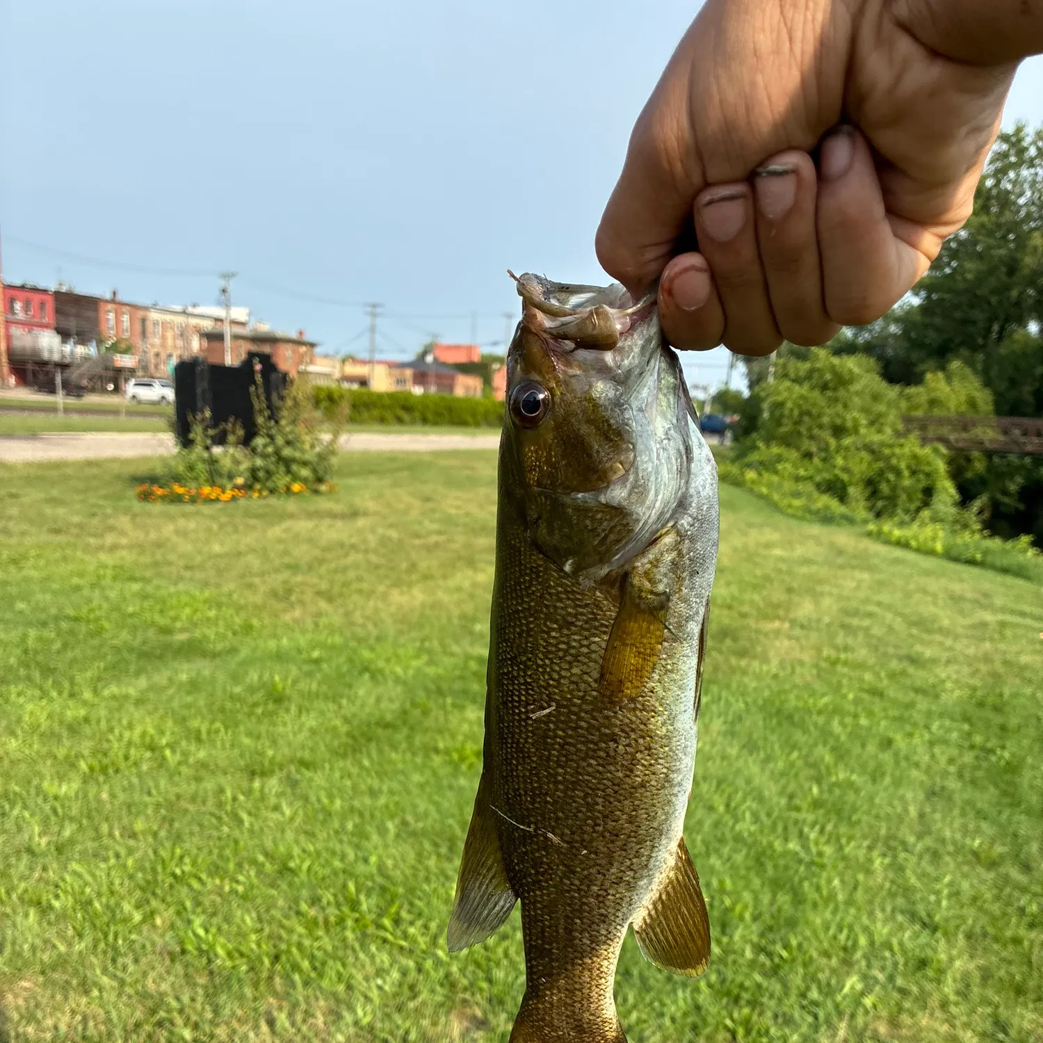 Smallmouth bass caught on Fishbrain