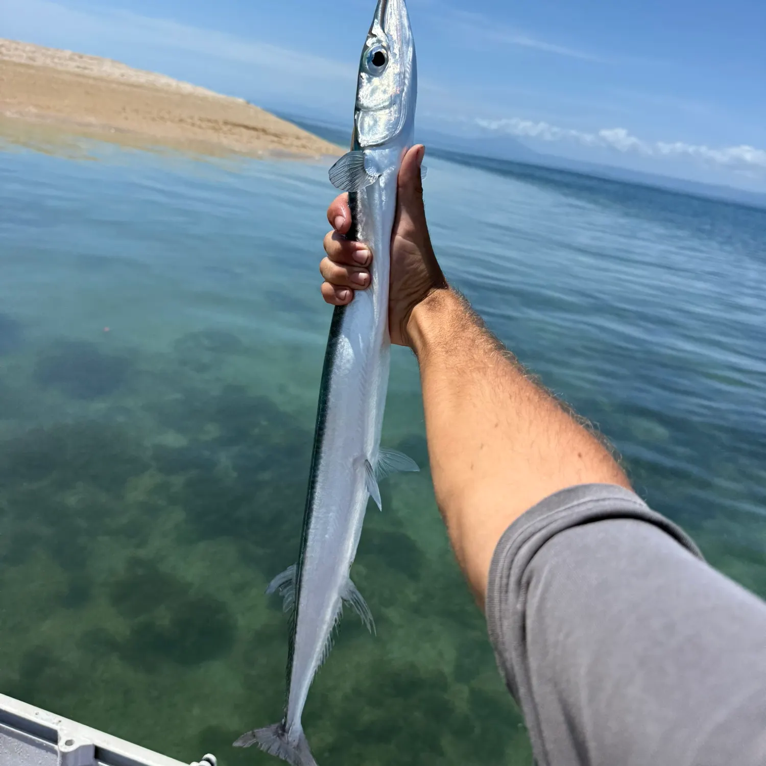 The most recent Agujon needlefish catches on Fishbrain
