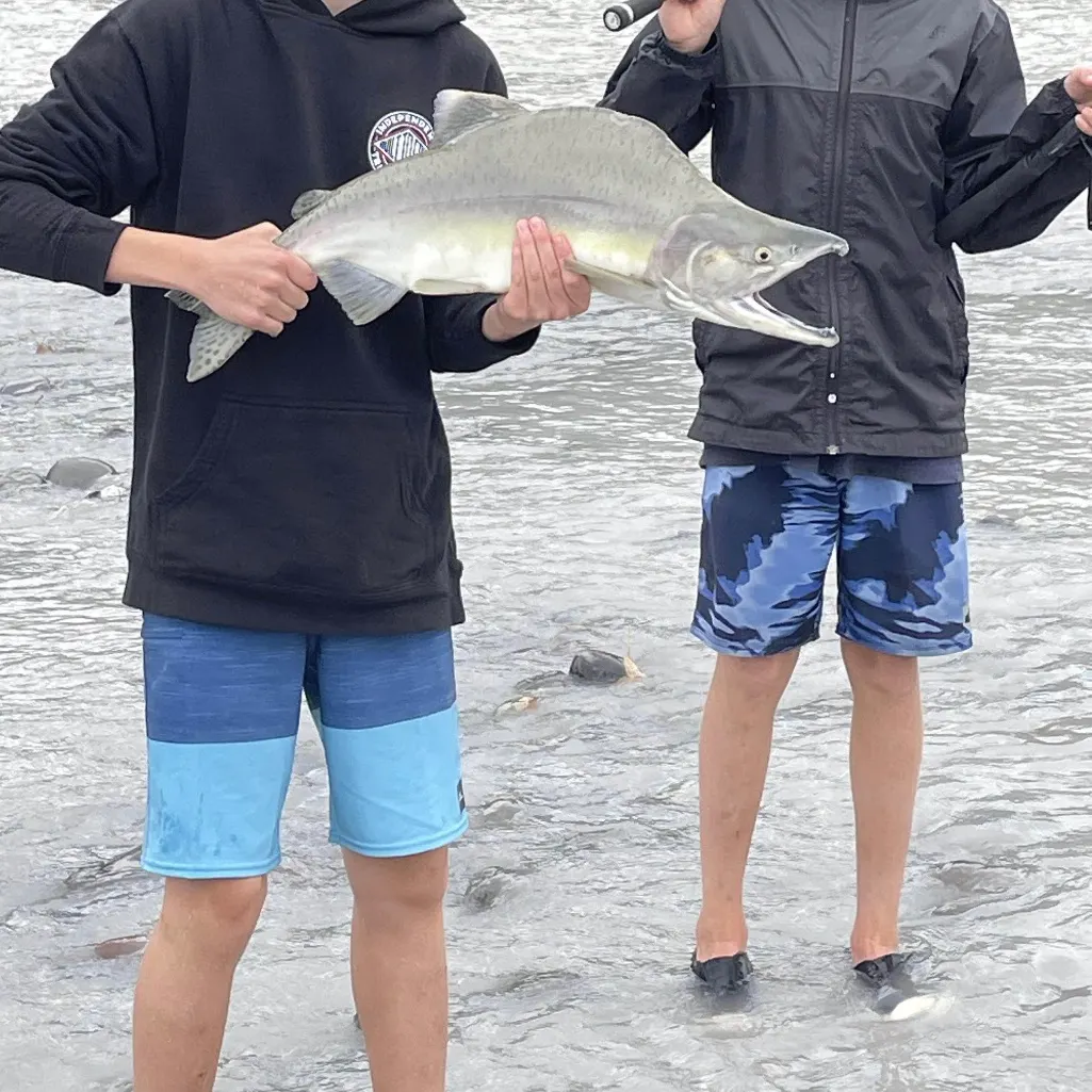 The most recent Pink salmon catches on Fishbrain