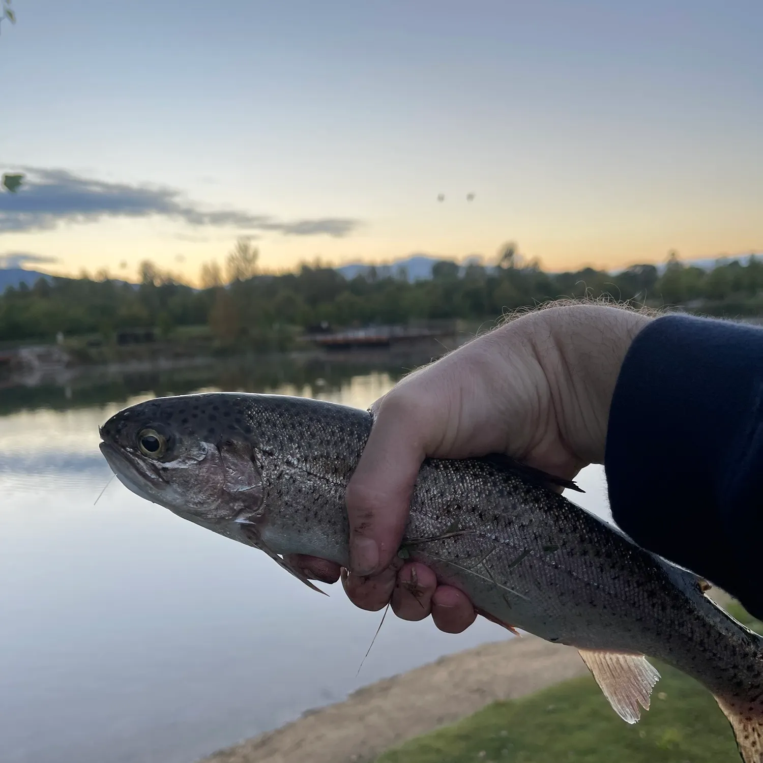 Rainbow trout caught on Fishbrain