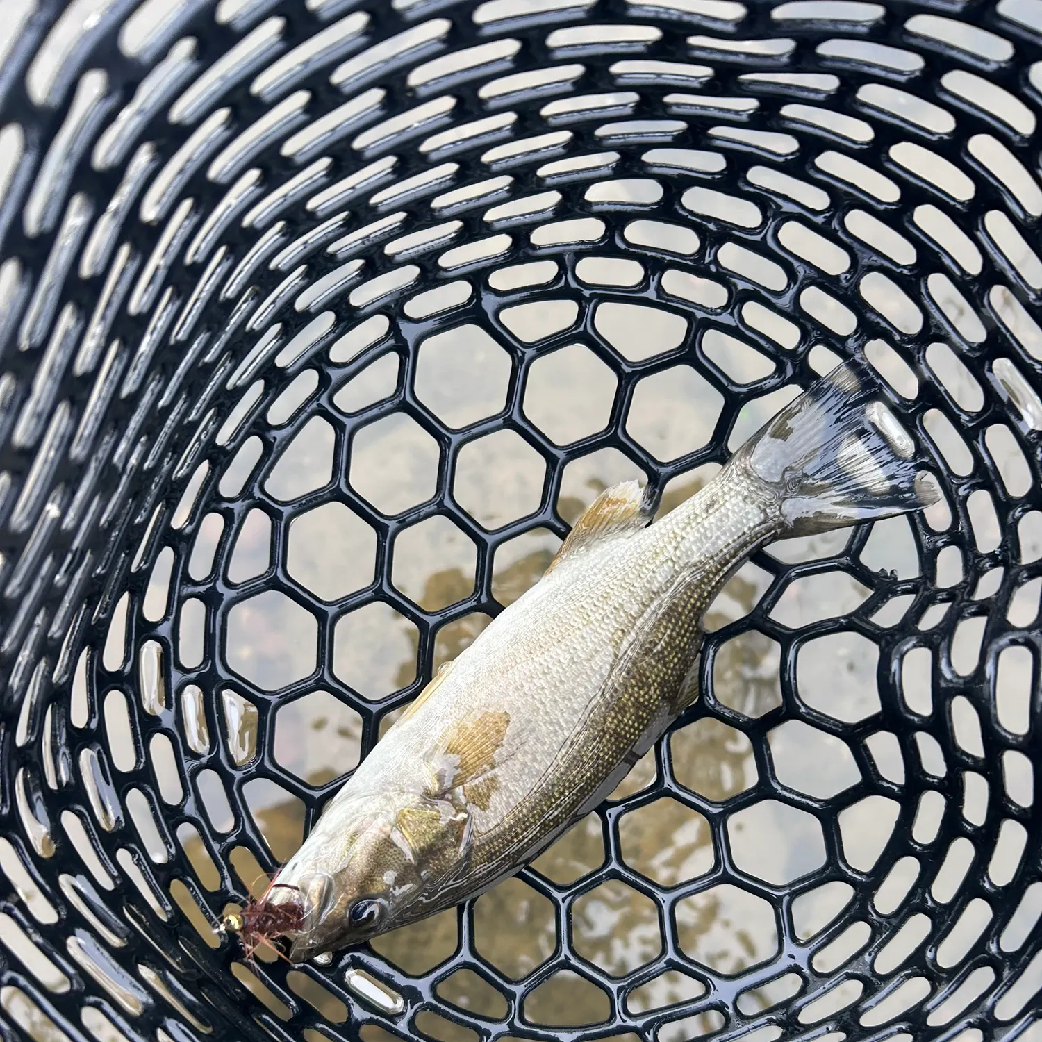 Smallmouth bass caught on Fishbrain