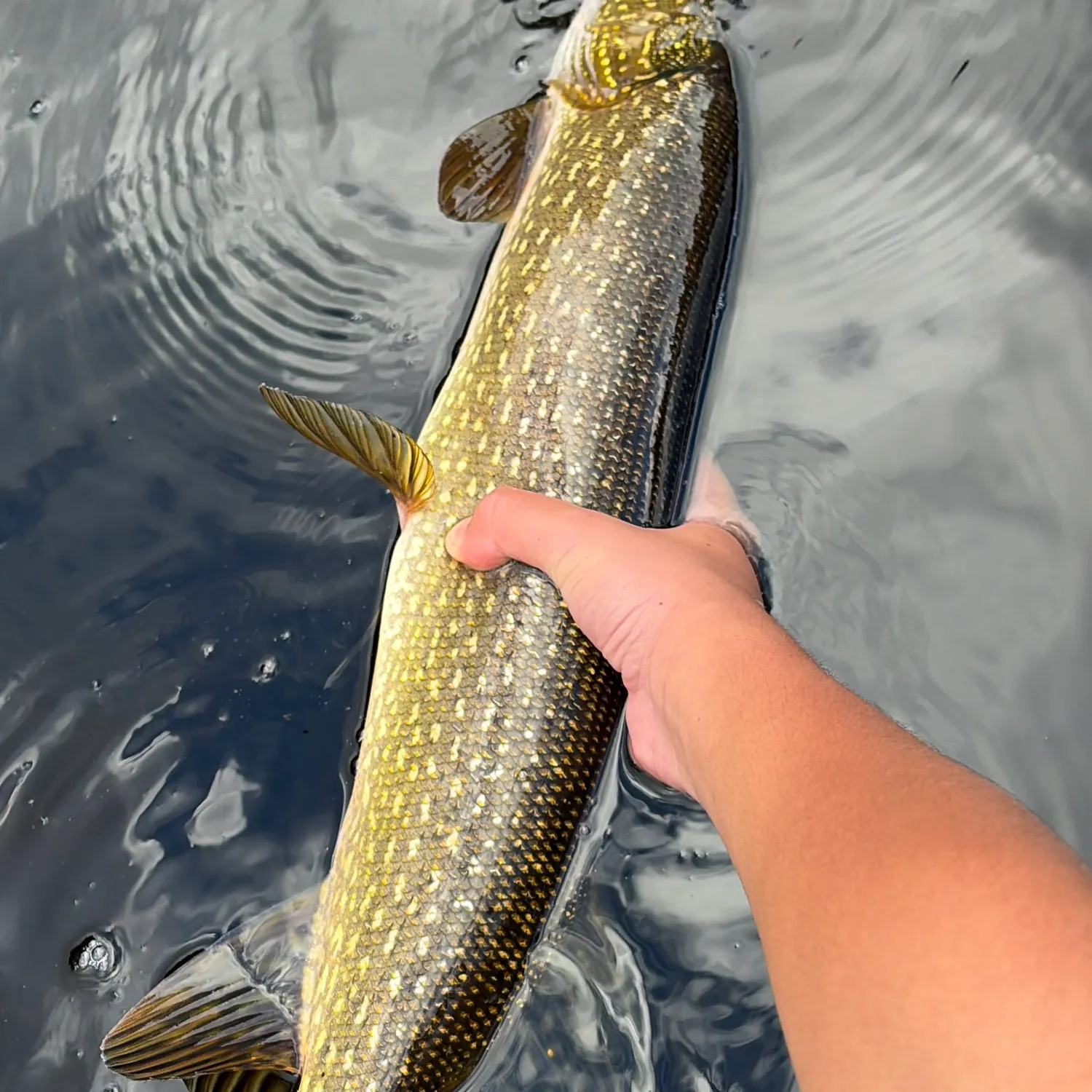 Northern pike caught on Fishbrain