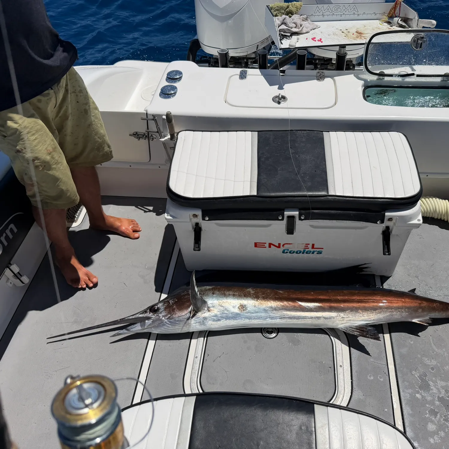 The most recent Atlantic sailfish catches on Fishbrain
