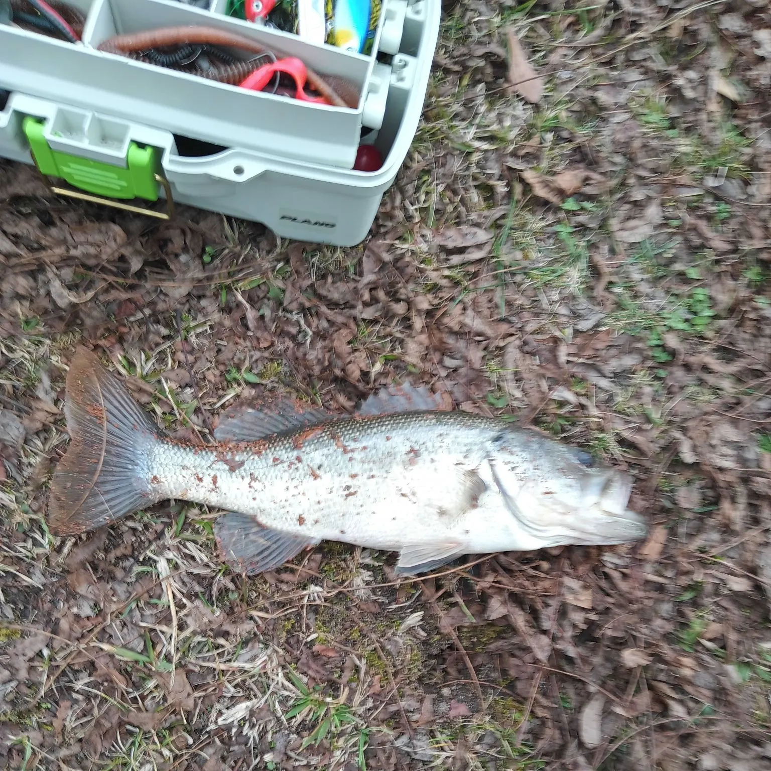 The most recent Largemouth bass catches on Fishbrain