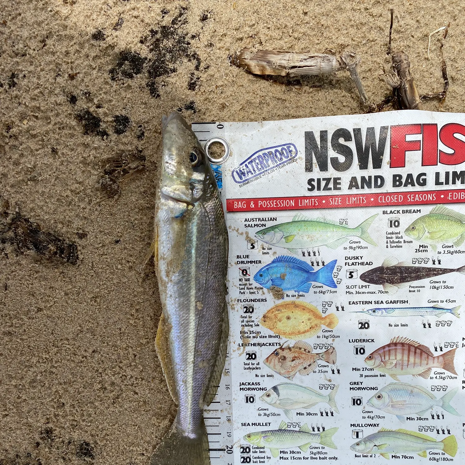 recently logged catches