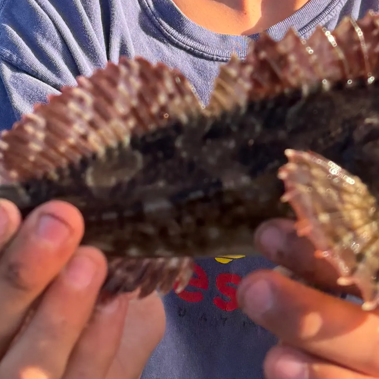 Cabezon caught on Fishbrain