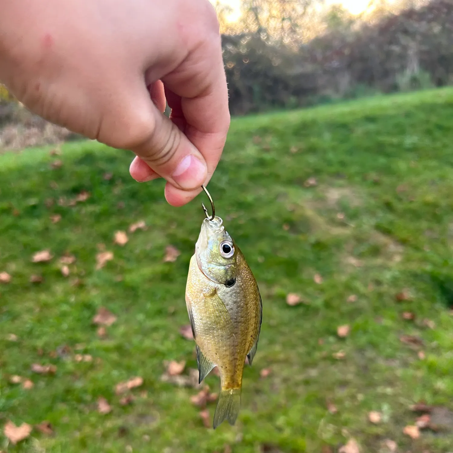Bluegill caught on Fishbrain