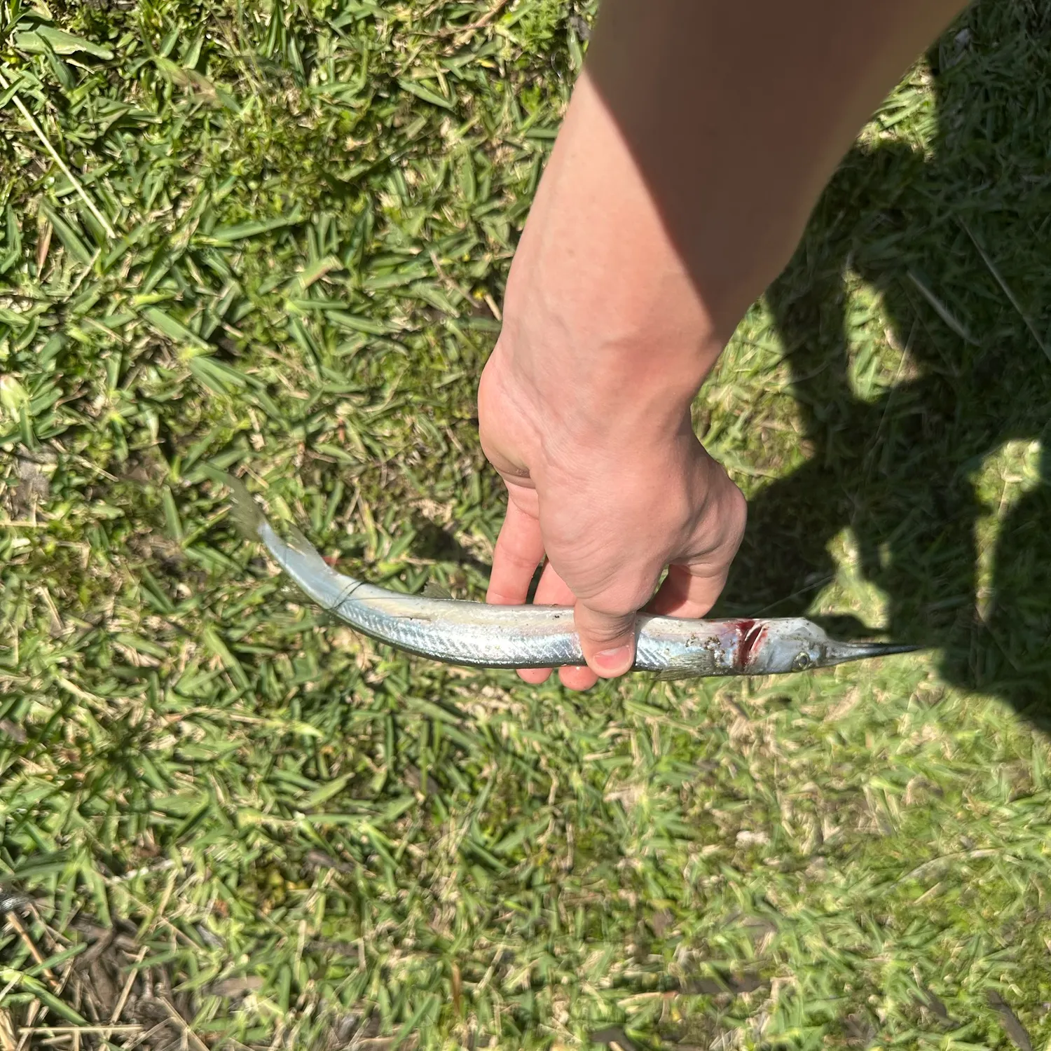 The most recent Flat needlefish catches on Fishbrain