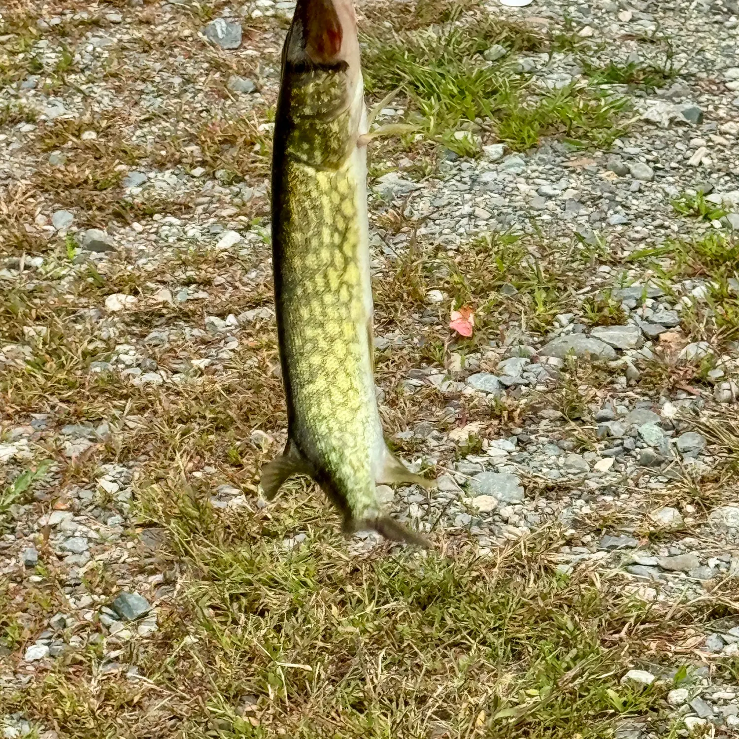 Chain pickerel caught on Fishbrain